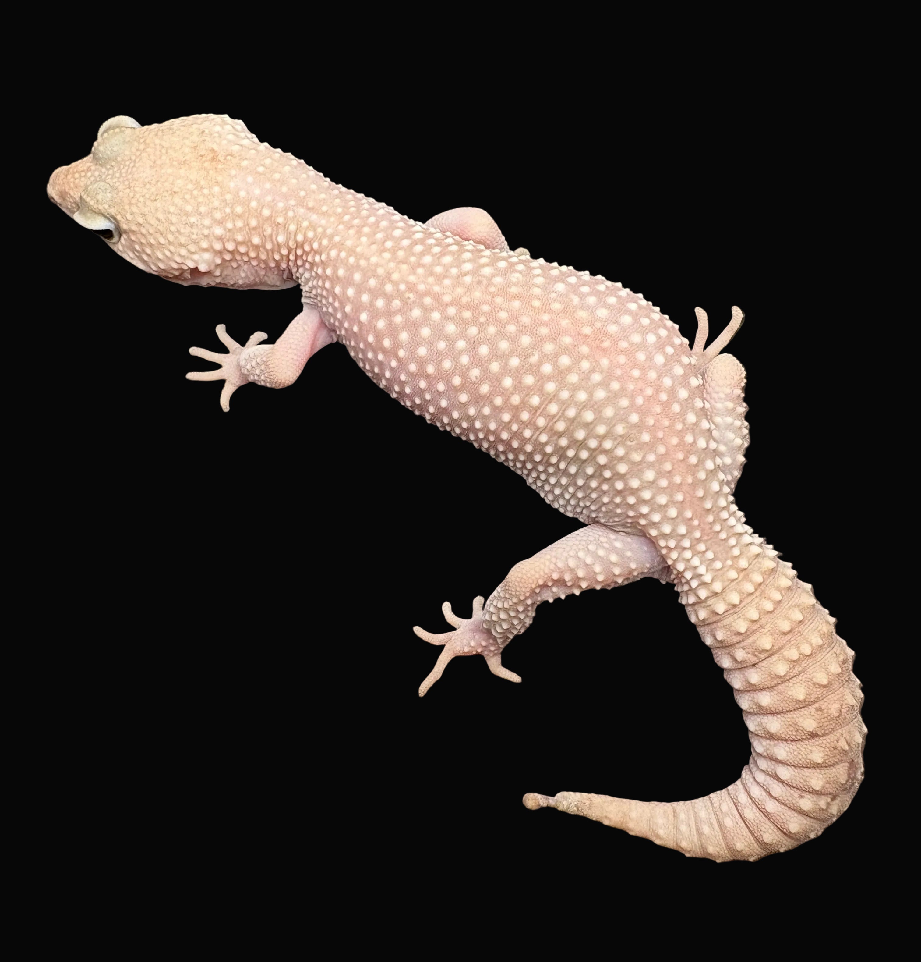 Gecko léopard (morphes assortis)