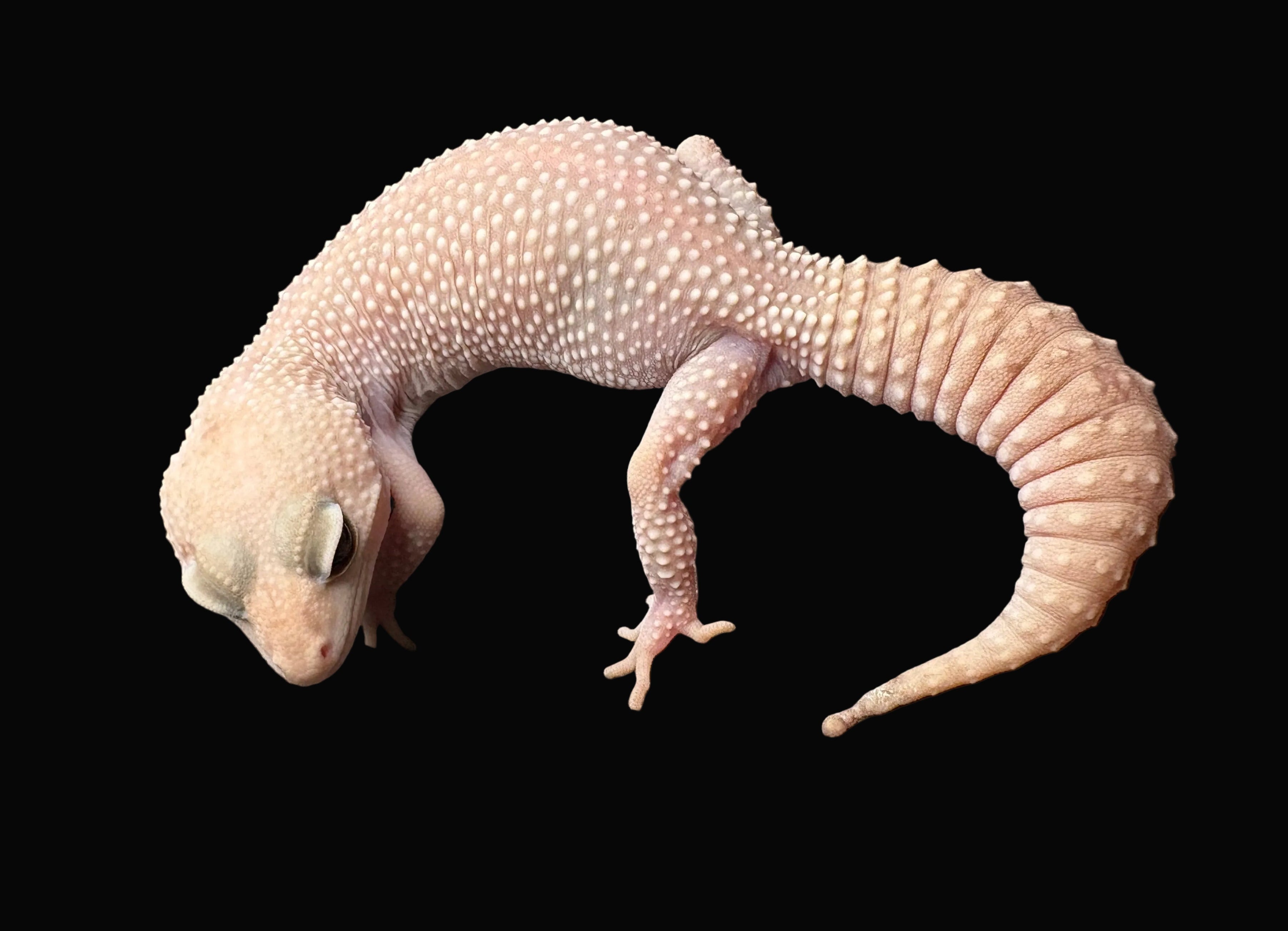Gecko léopard (morphes assortis)