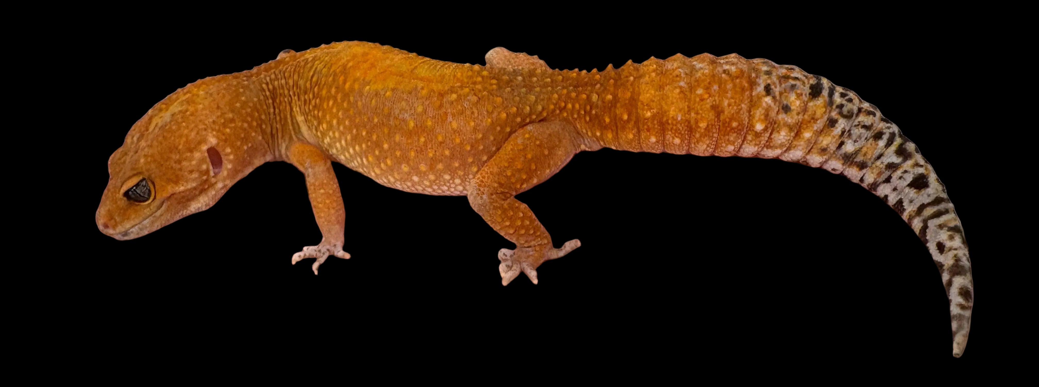 Leopard Gecko (Tangerine Tornado)