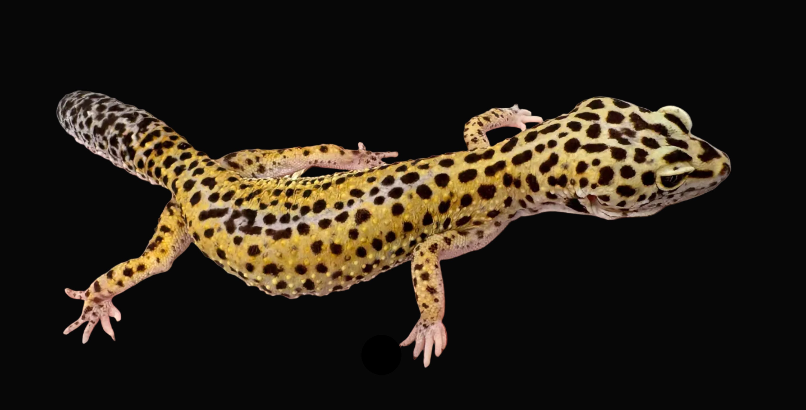 Leopard Gecko (High Yellow)