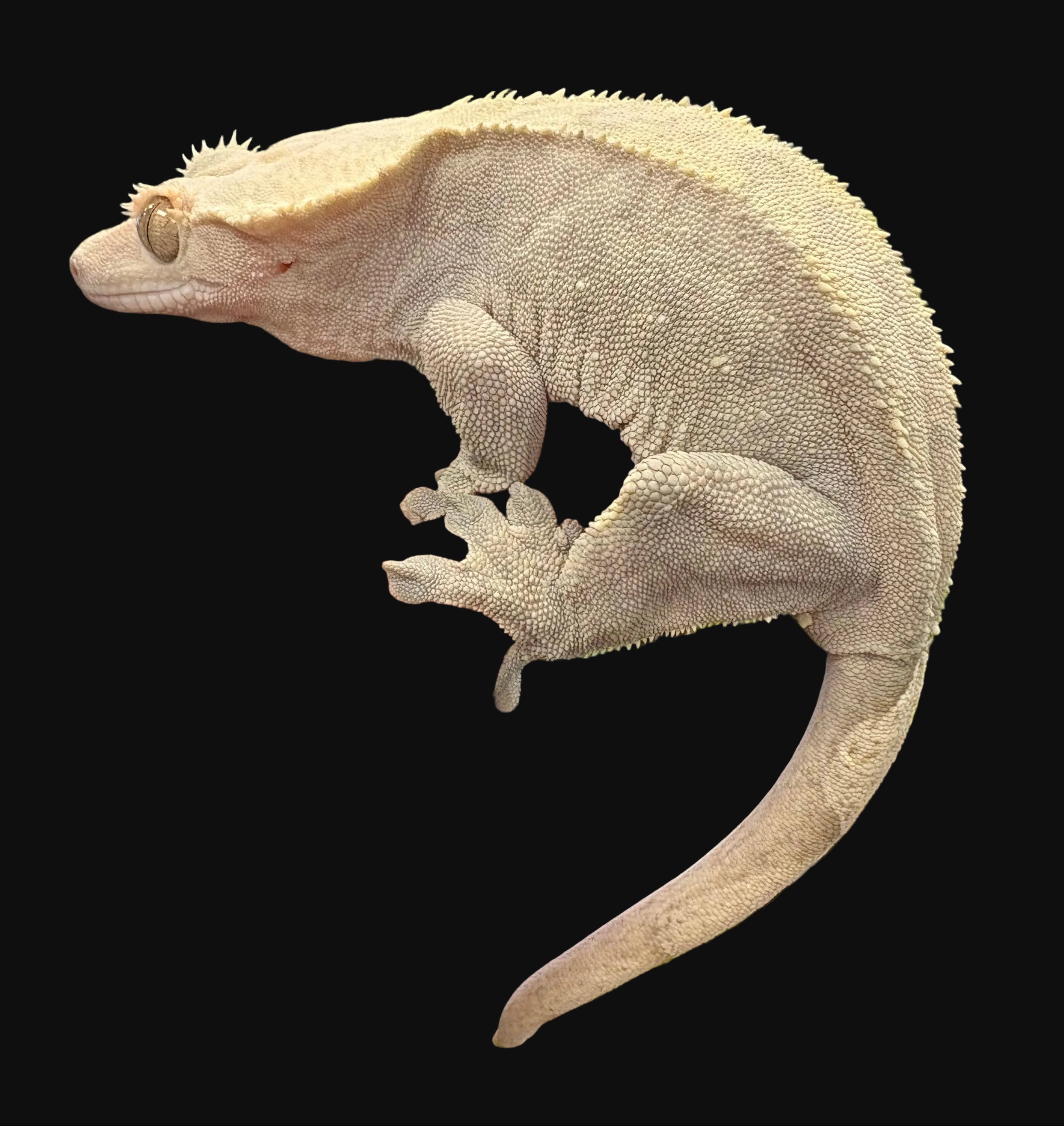 Crested Gecko (Phantom Brindle)