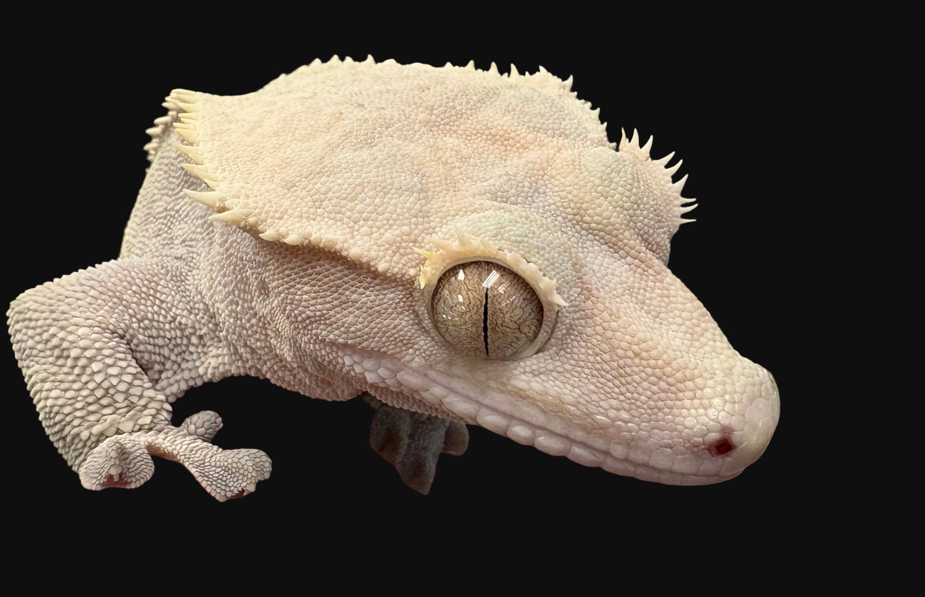 Crested Gecko (Phantom Brindle)