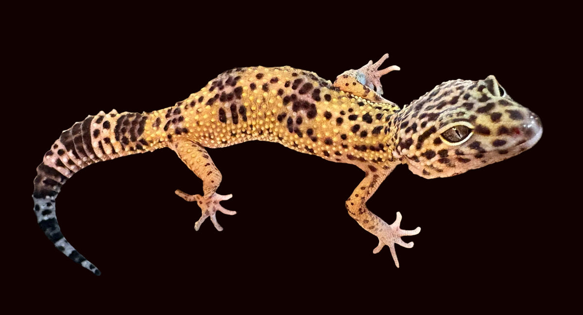 Leopard Gecko (Assorted Morphs)