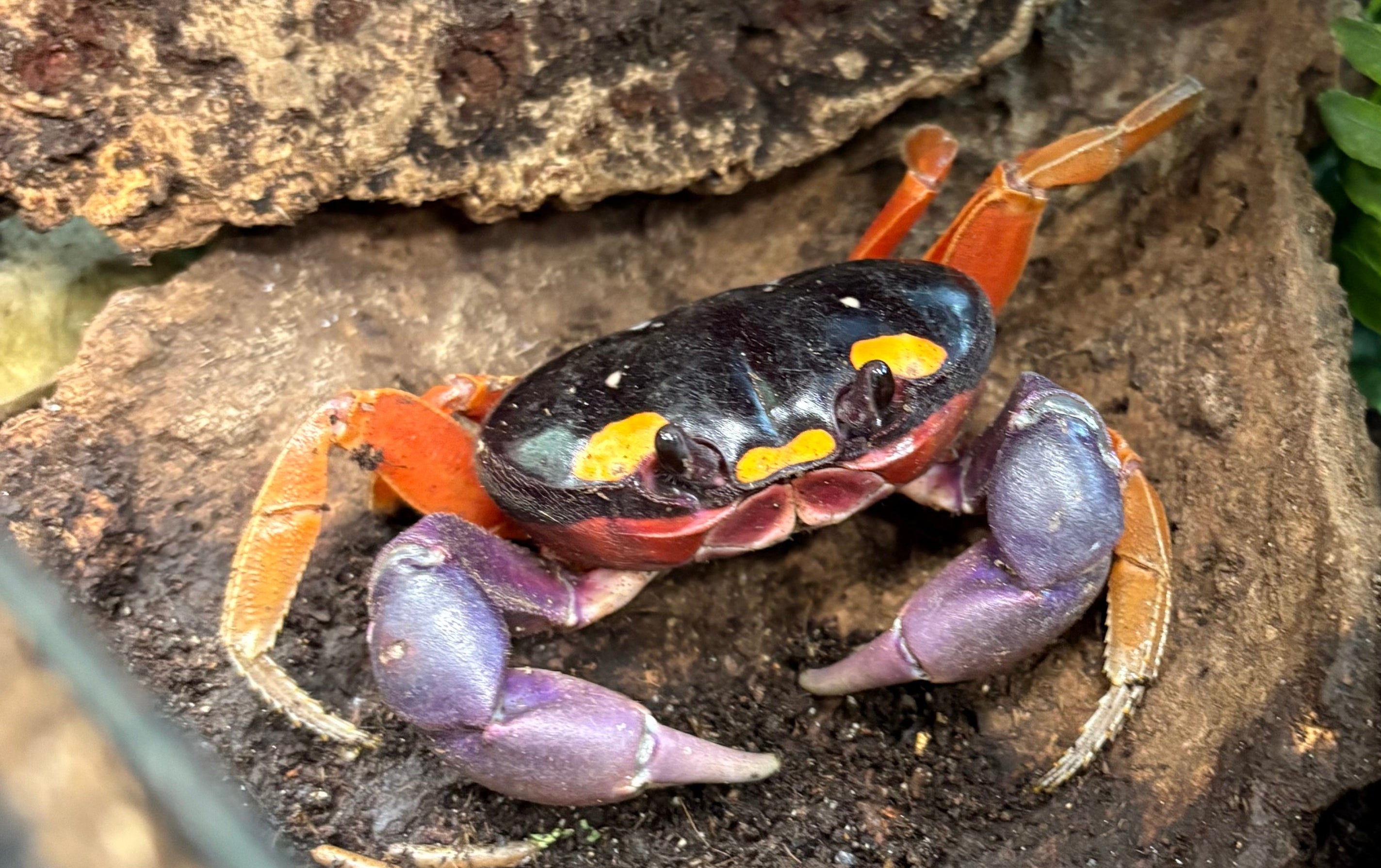 Halloween Moon Crab