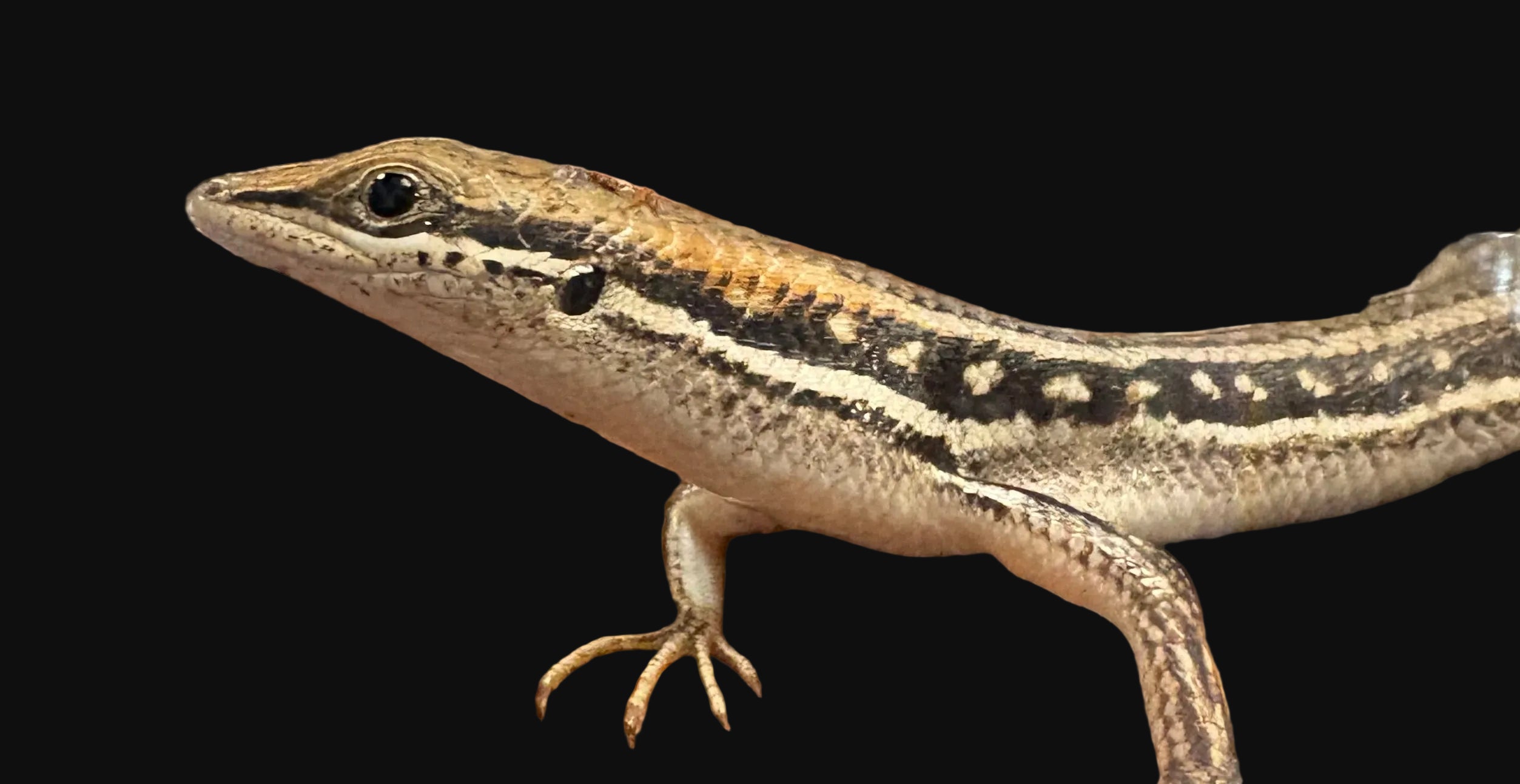 Elegant Mabuya Skink (Trachylepis elegans)