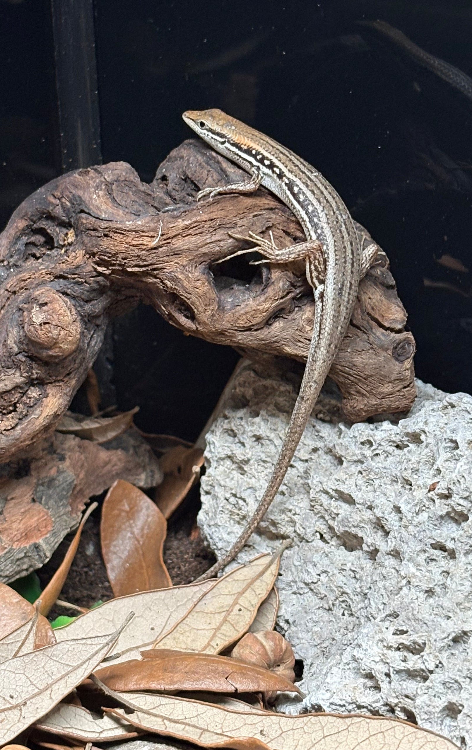 Elegant Mabuya Skink (Trachylepis elegans)