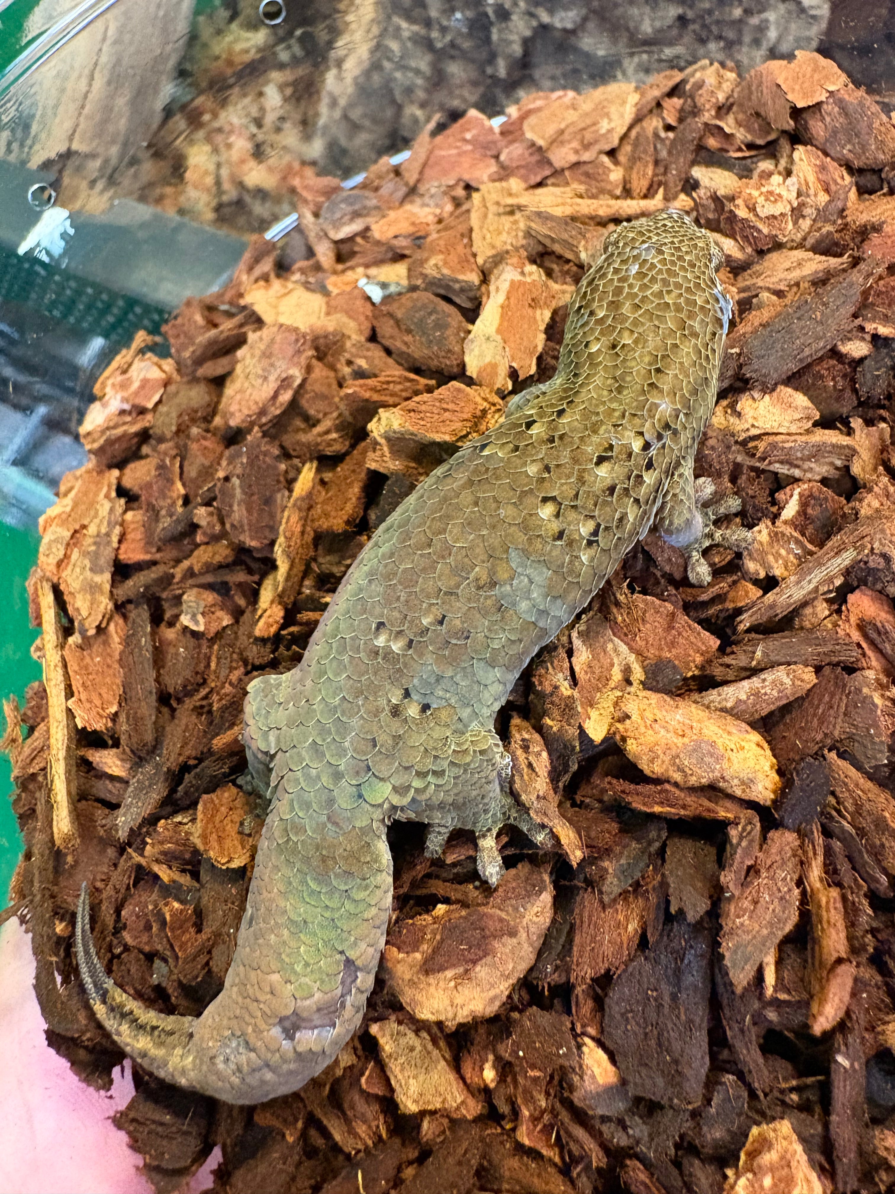 Fish-scale Gecko (Geckolepis maculata)