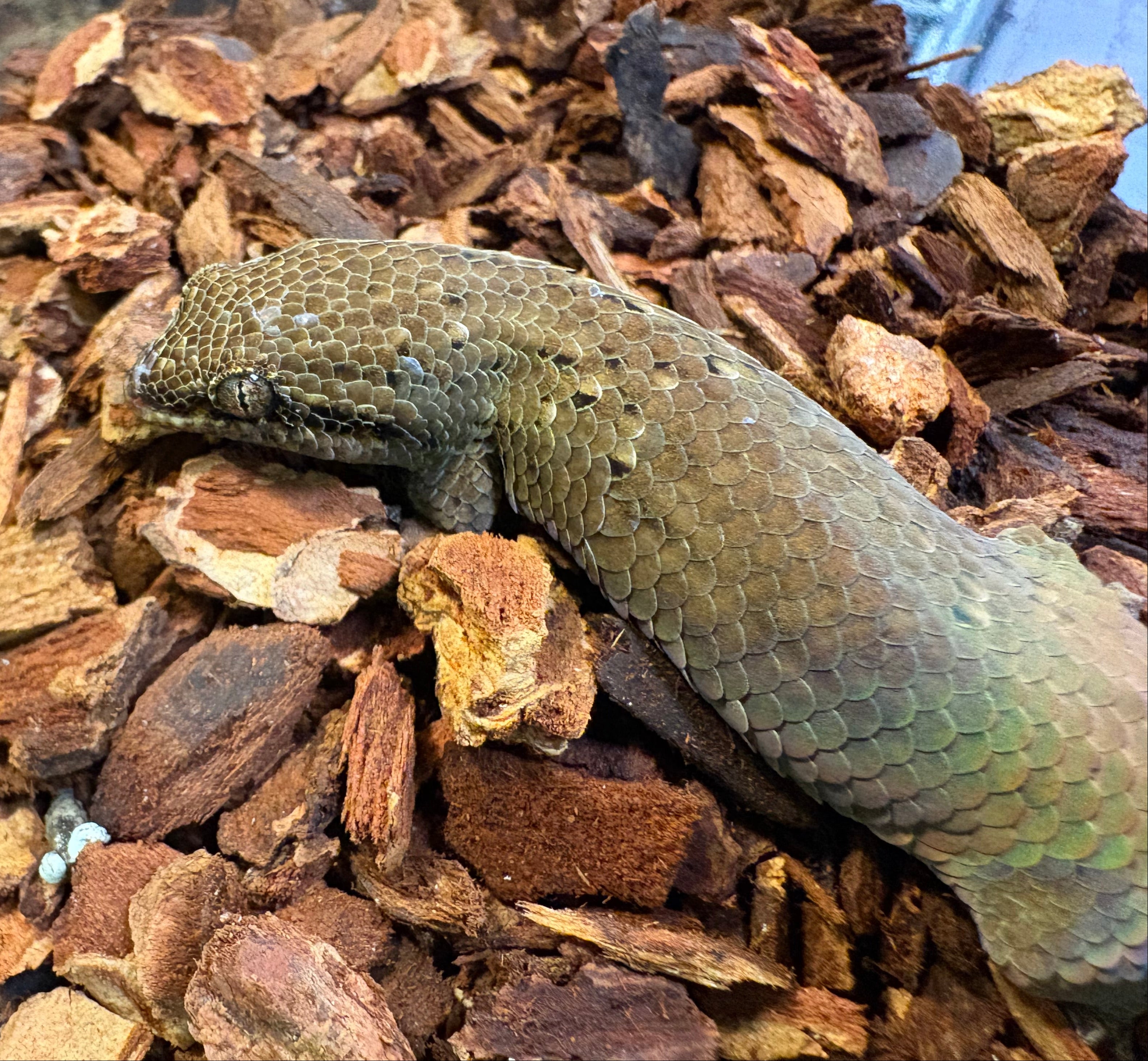 Fish-scale Gecko (Geckolepis maculata)