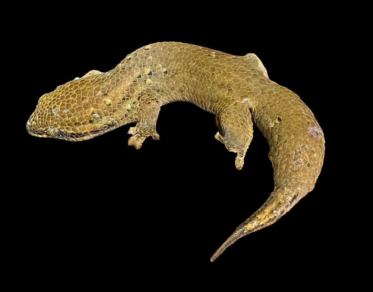 Gecko des cavernes de Yamashinae