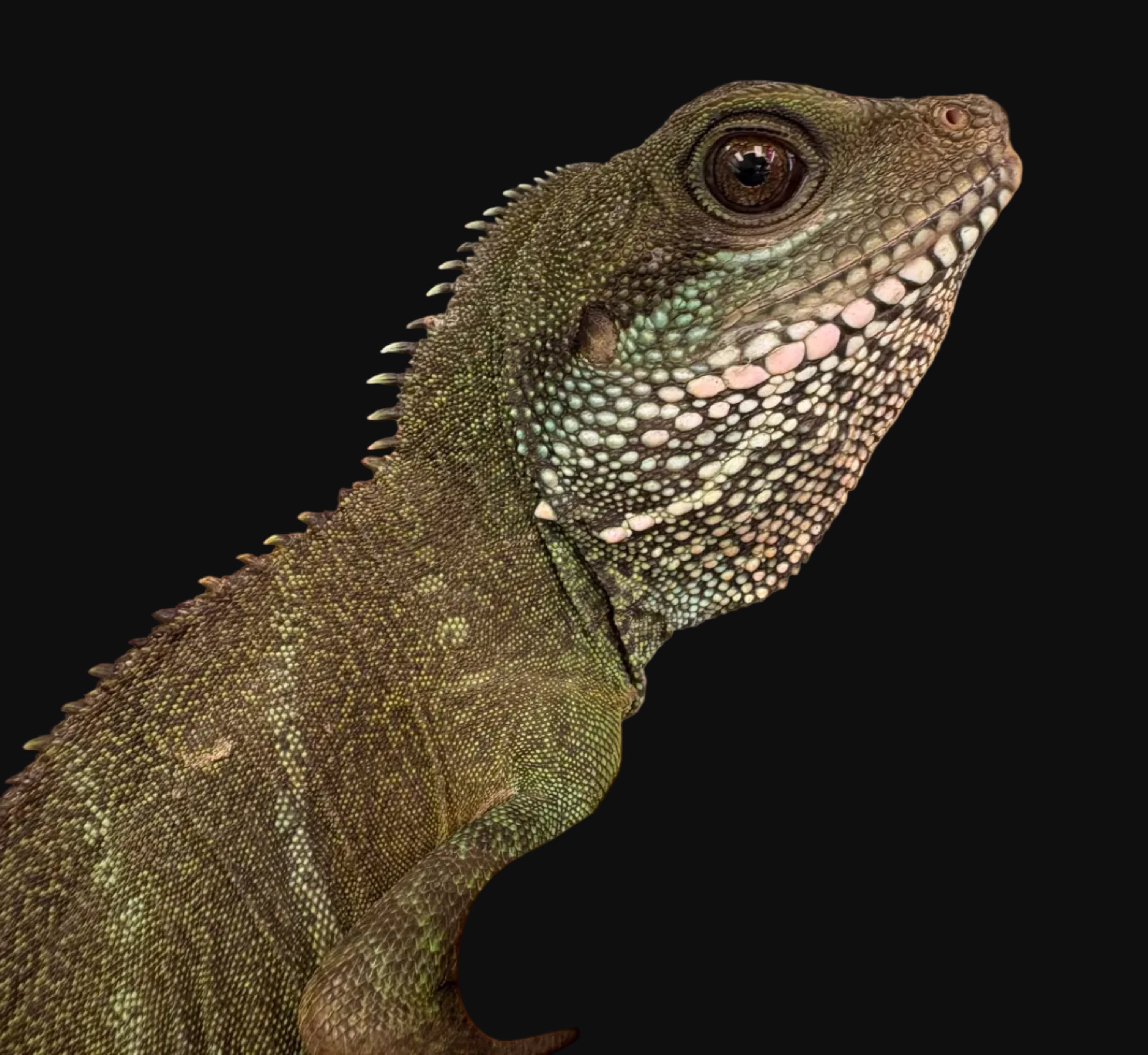 Chinese Water Dragon (Physignathus cocincinus)