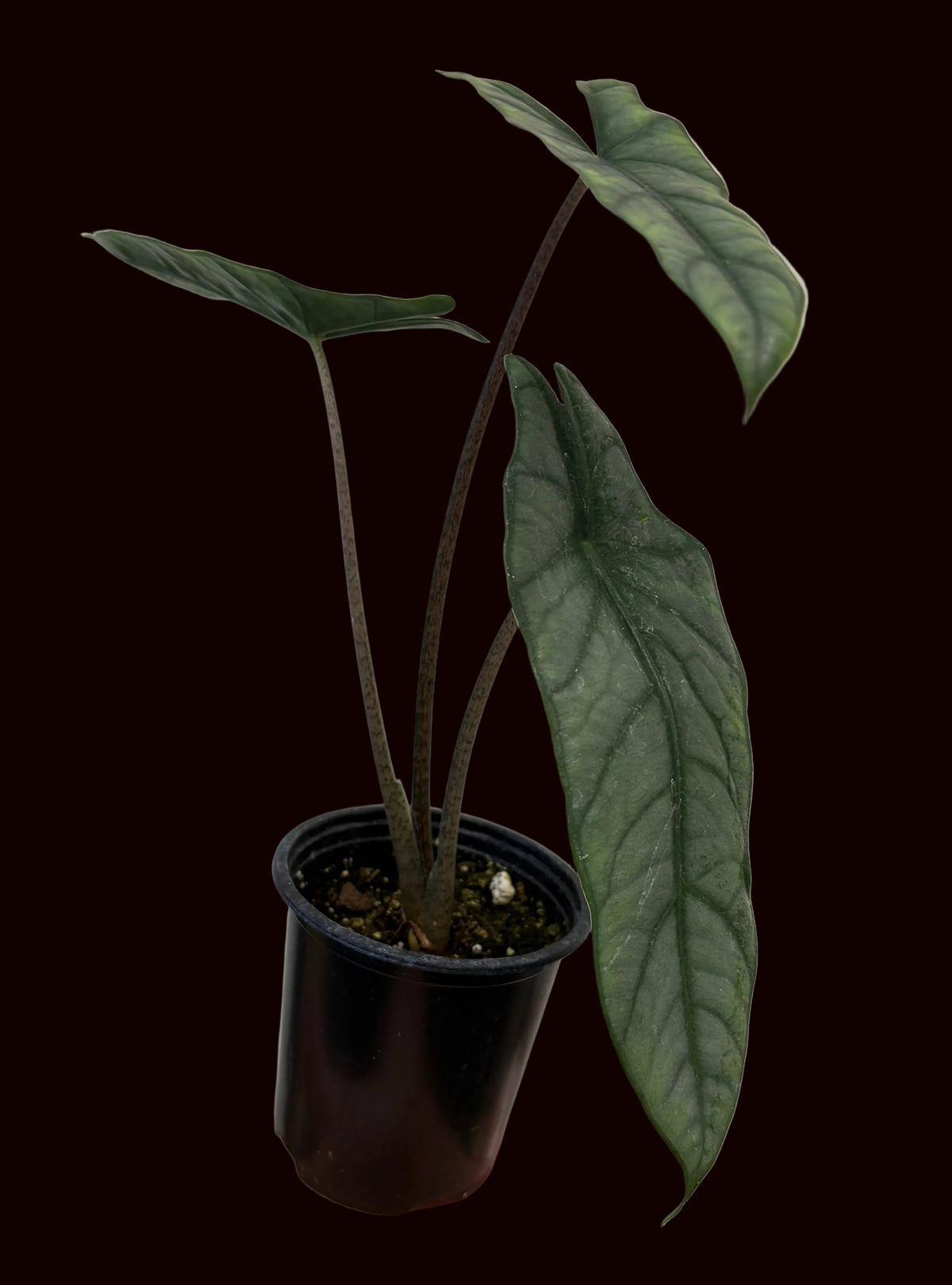 Alocasia Metal Blue