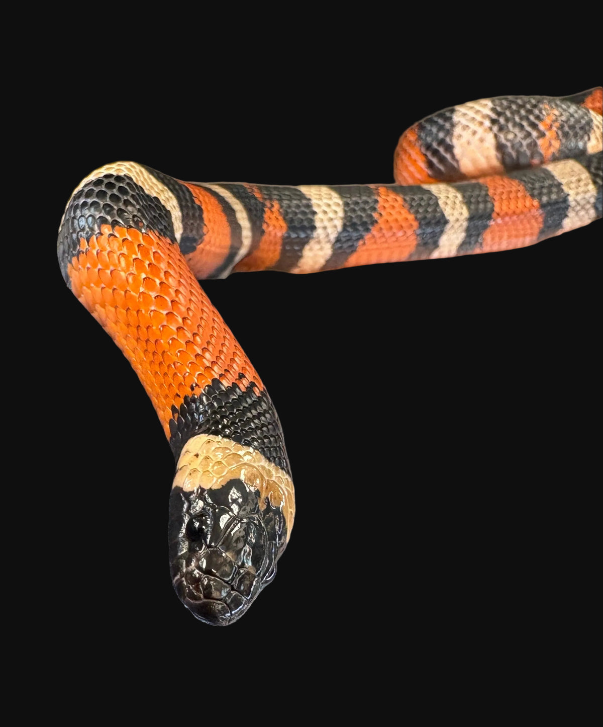 Couleuvre tachetée de Puebla (normale)