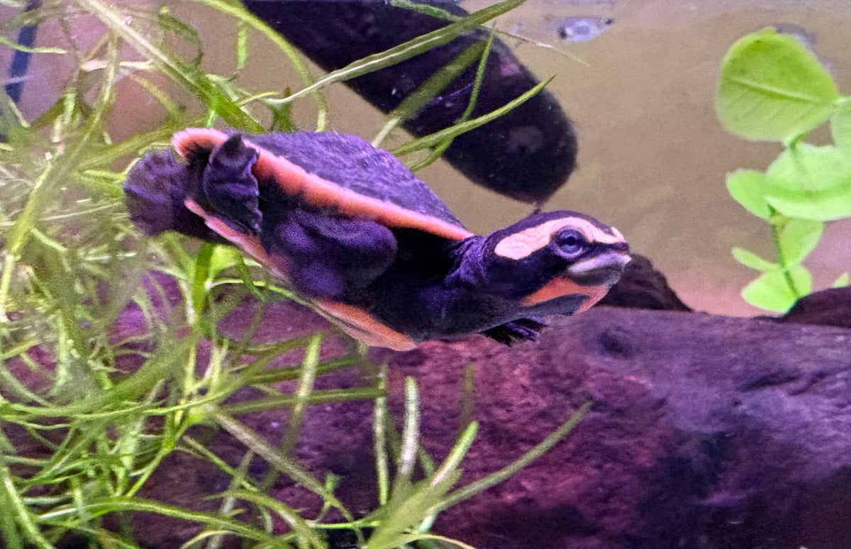 Pink-bellied Side-necked Turtle (Emydura subglobosa)