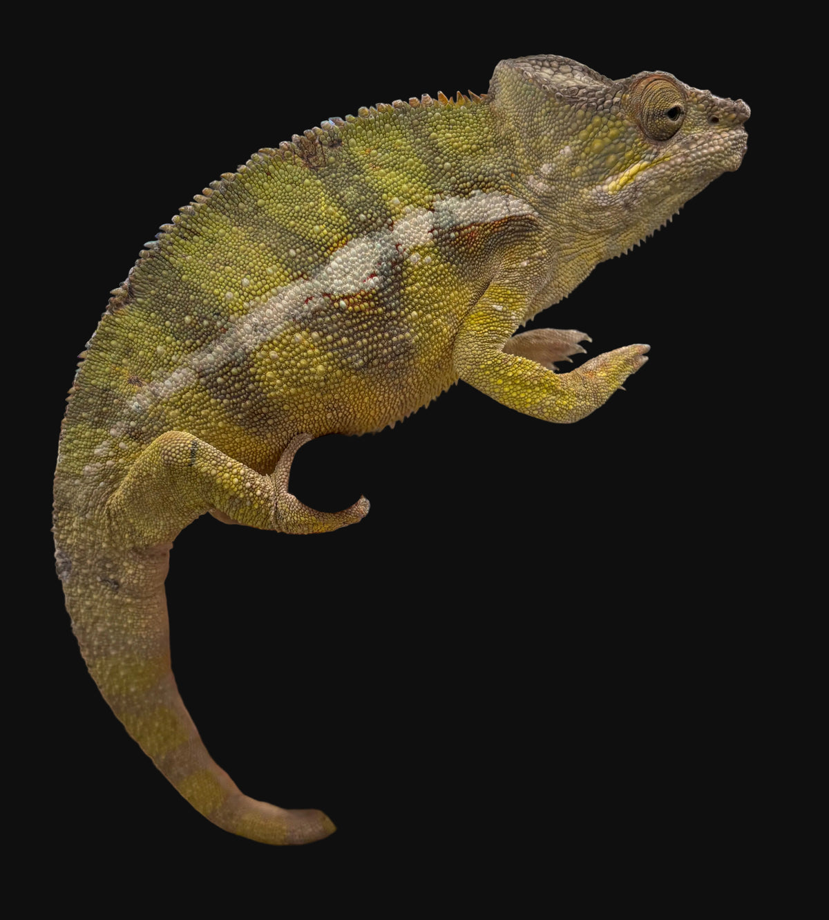 Caméléon panthère (femelles juvéniles)