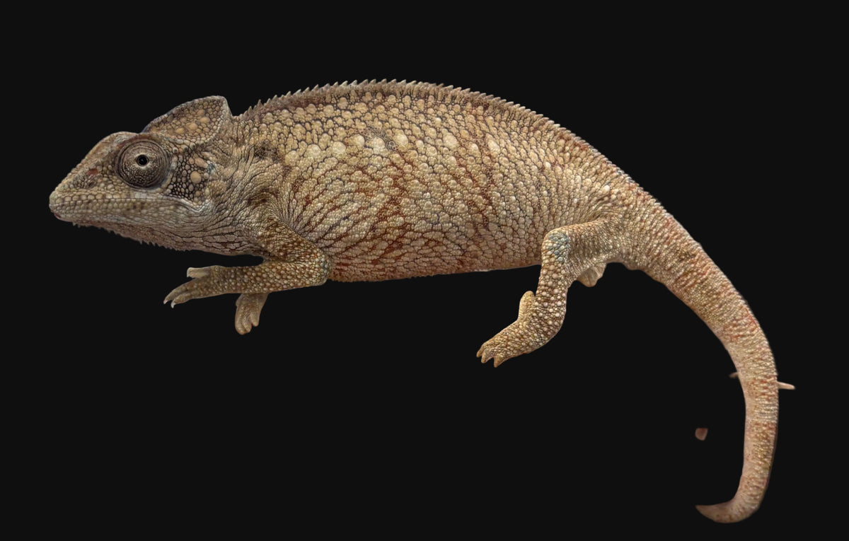 Caméléon géant d'Oustalet