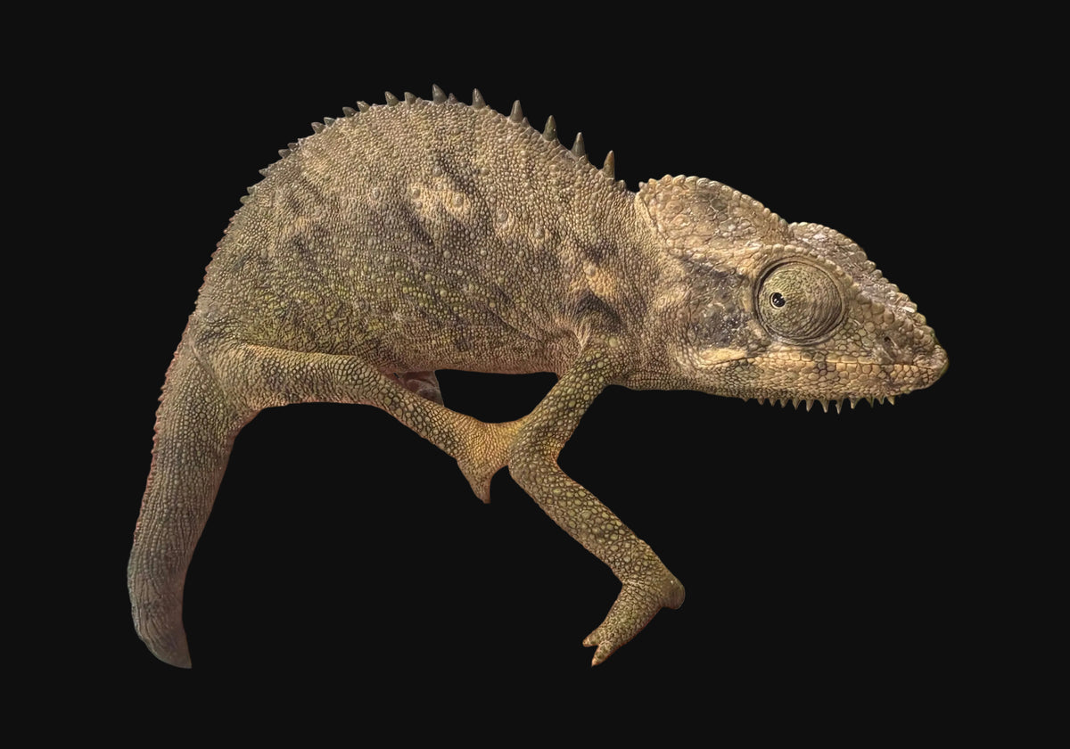 Giant Spiny Chameleon (Furcifer verrucosus)