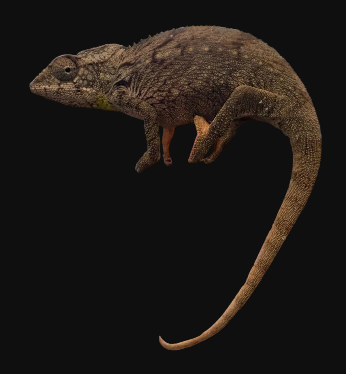 Giant Spiny Chameleon (Furcifer verrucosus)