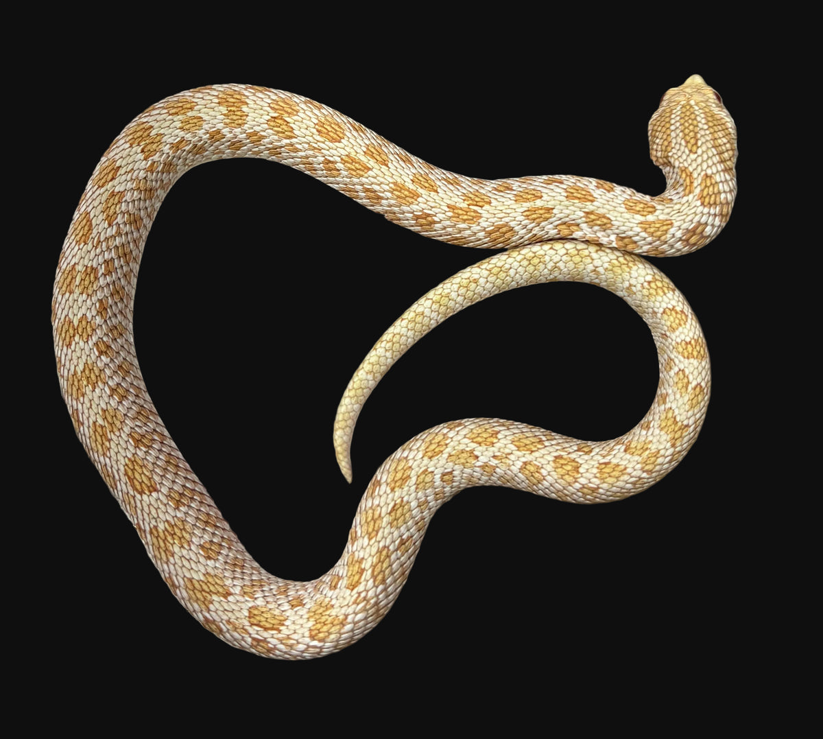 Groin de l'Ouest (Albinos de l'Arctique)