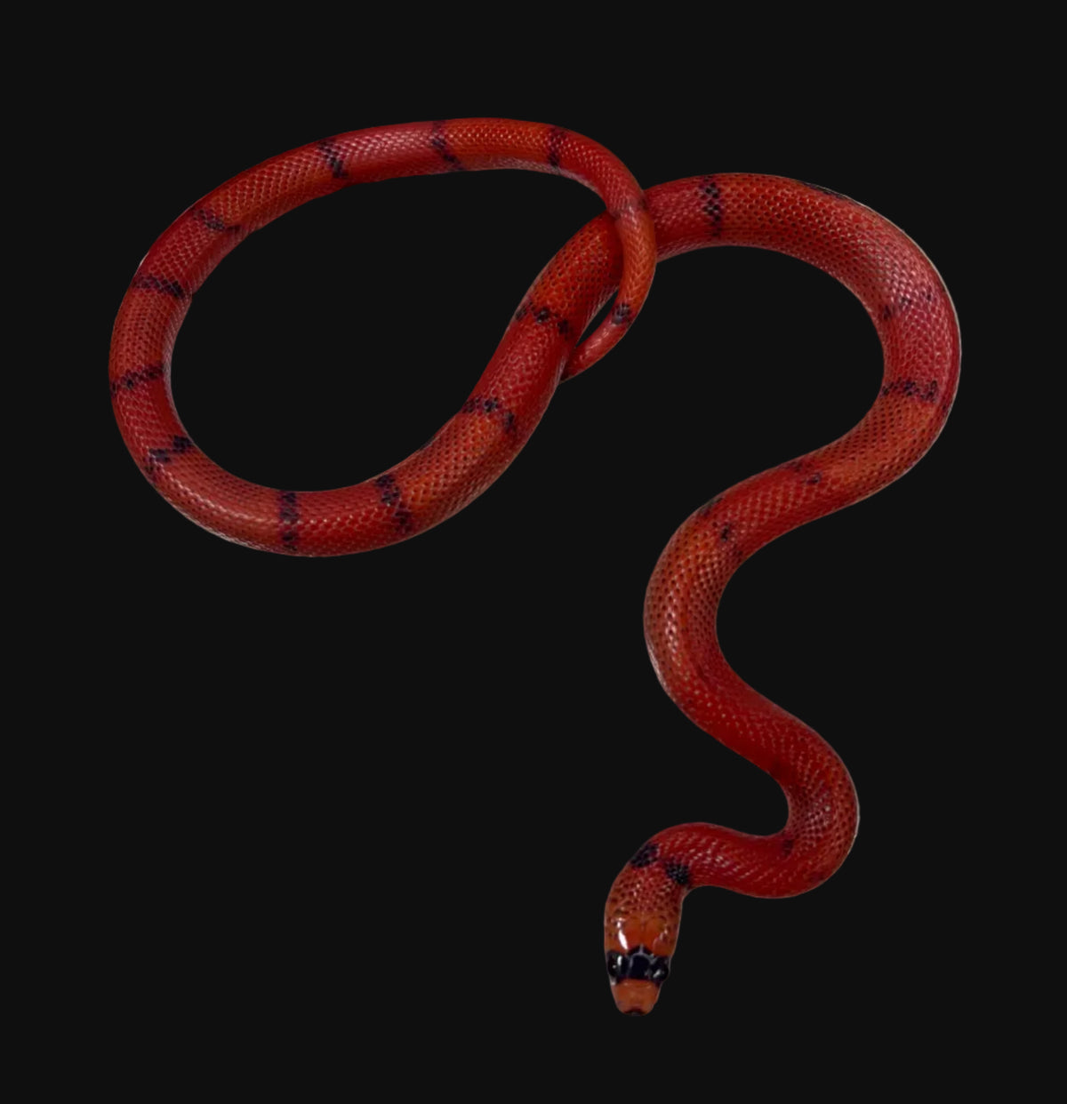 Honduran Milksnake (Hypo Tangerine)