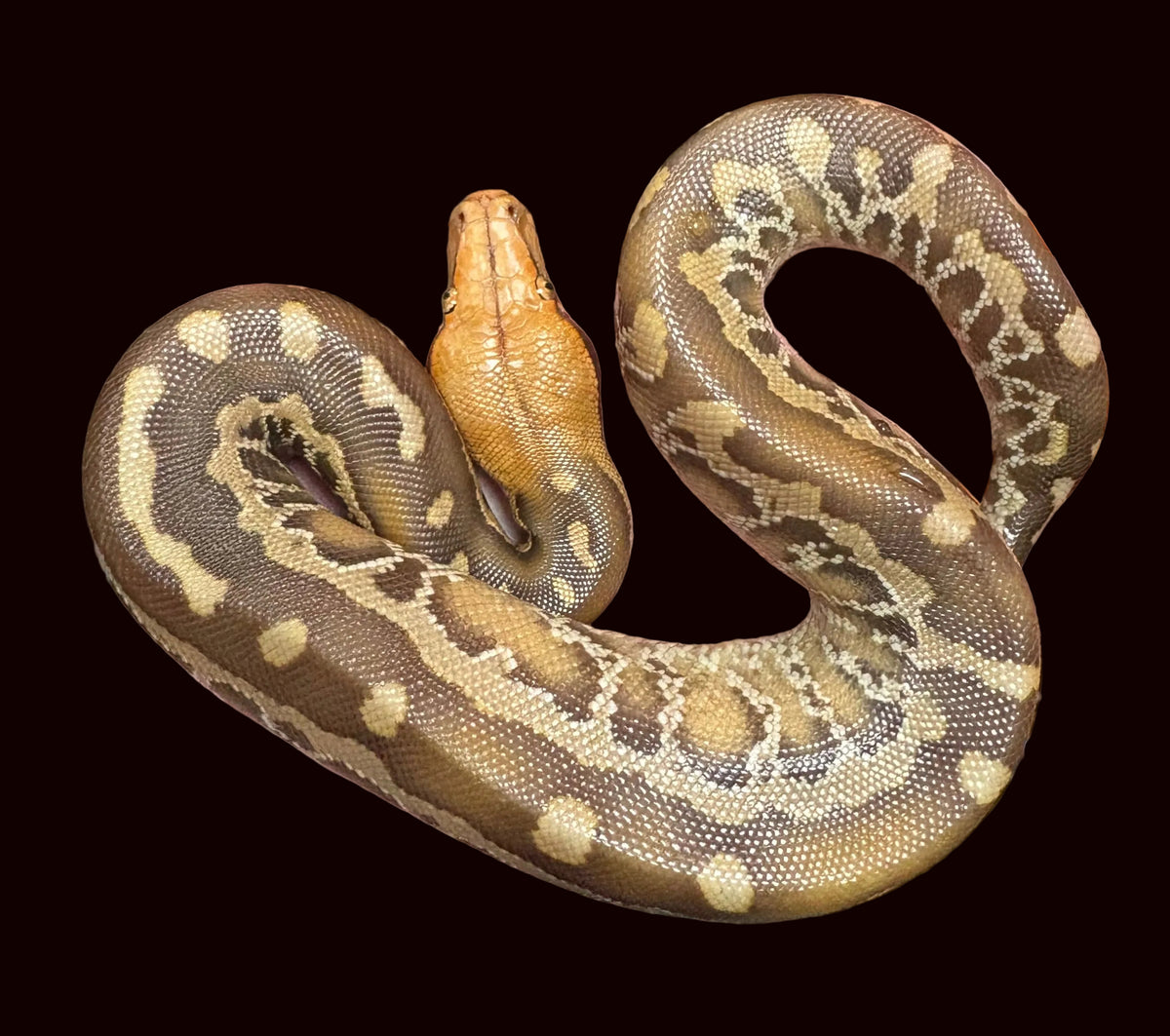 Sumatran Short-tailed Python (Pumpkin Head T+ Albino)