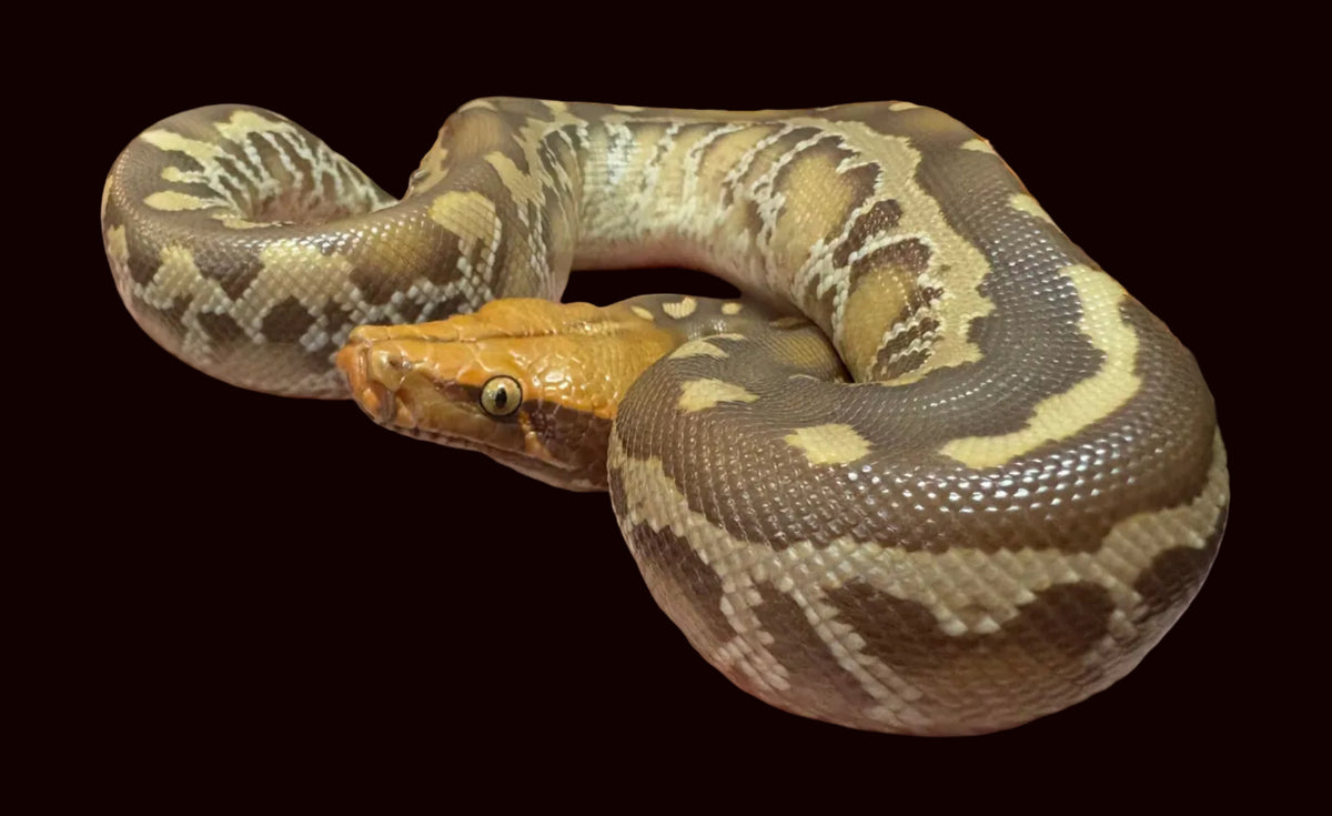 Sumatran Short-tailed Python (Pumpkin Head T+ Albino)