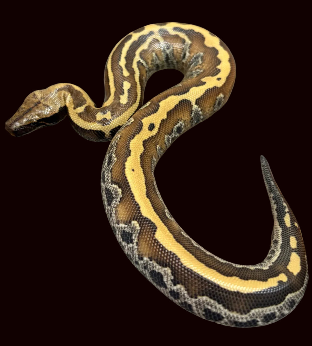 Blood Python (Normal 100% het. Pied 50% het. T- Albino)