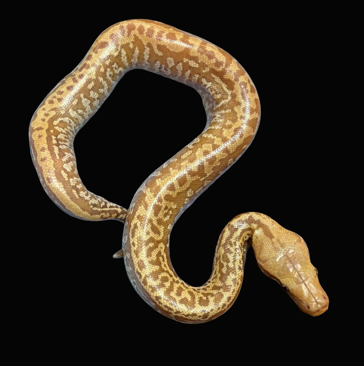 Python sanguin (T-Albinos)