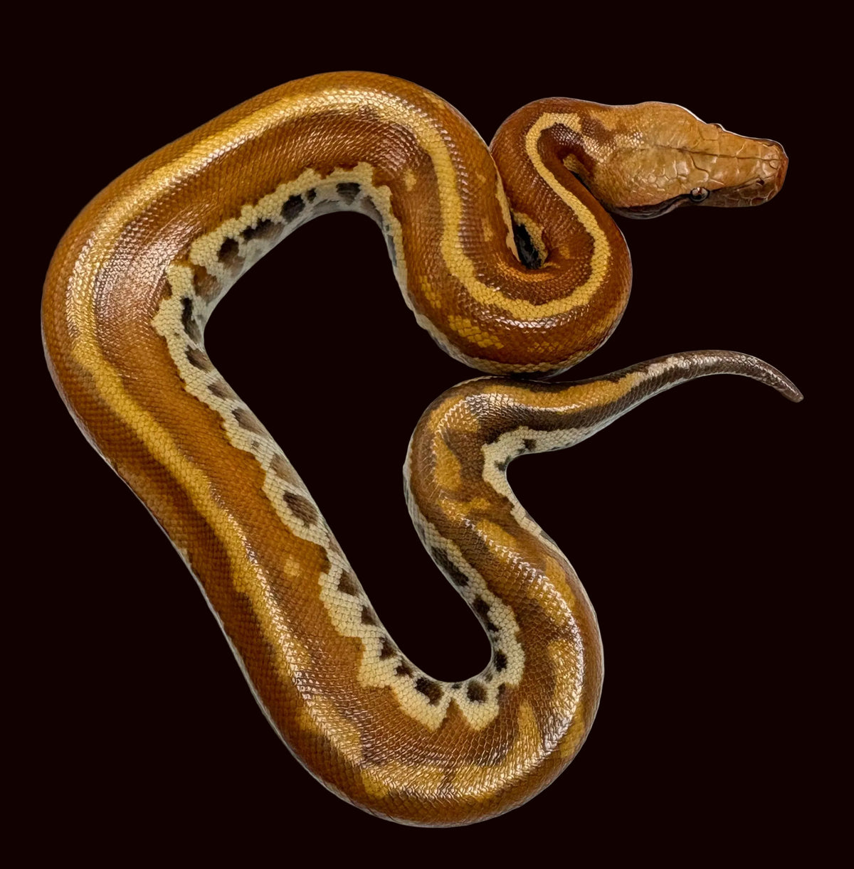 Blood Python (Matrix het. T+ Albino)