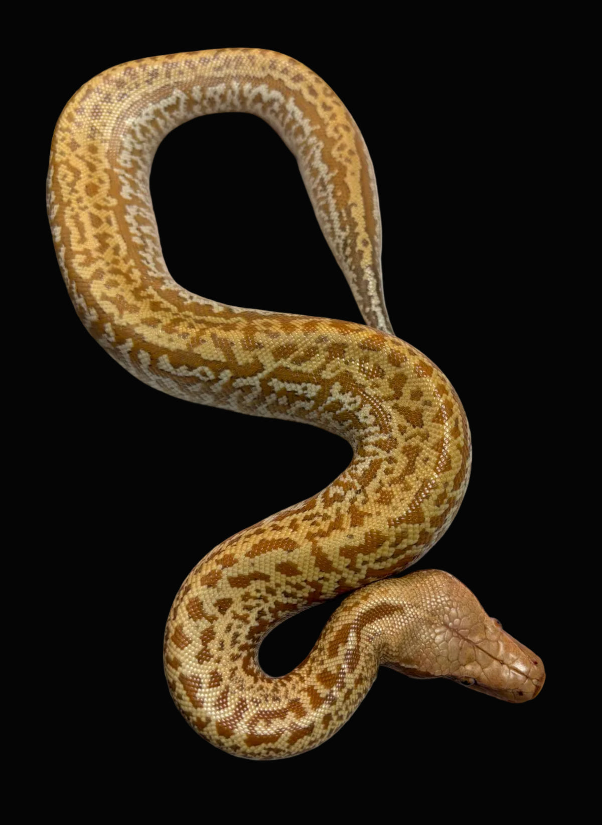 Python sanguin (T-Albinos)