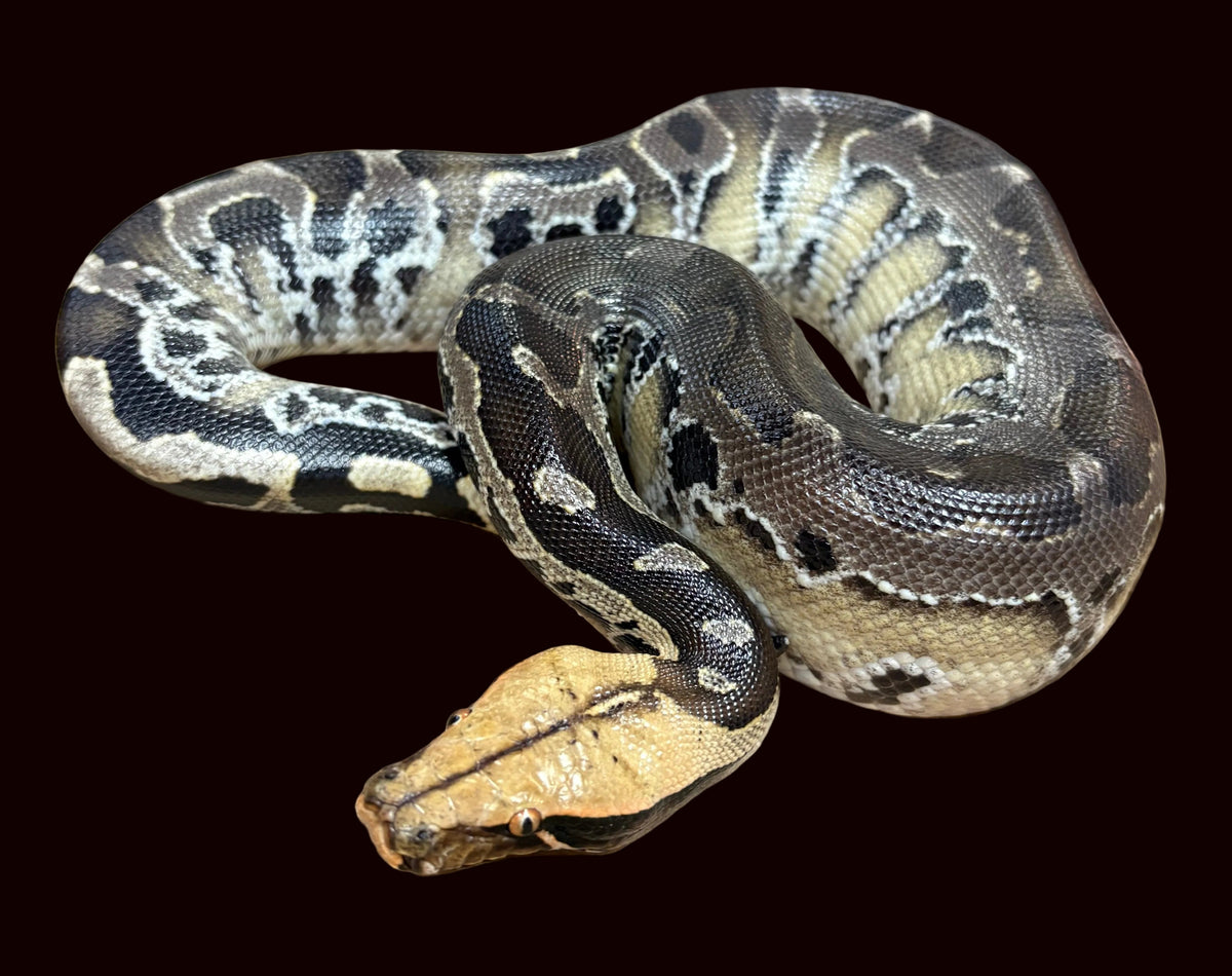Black Blood Python (Normal het. Caramel Albino)