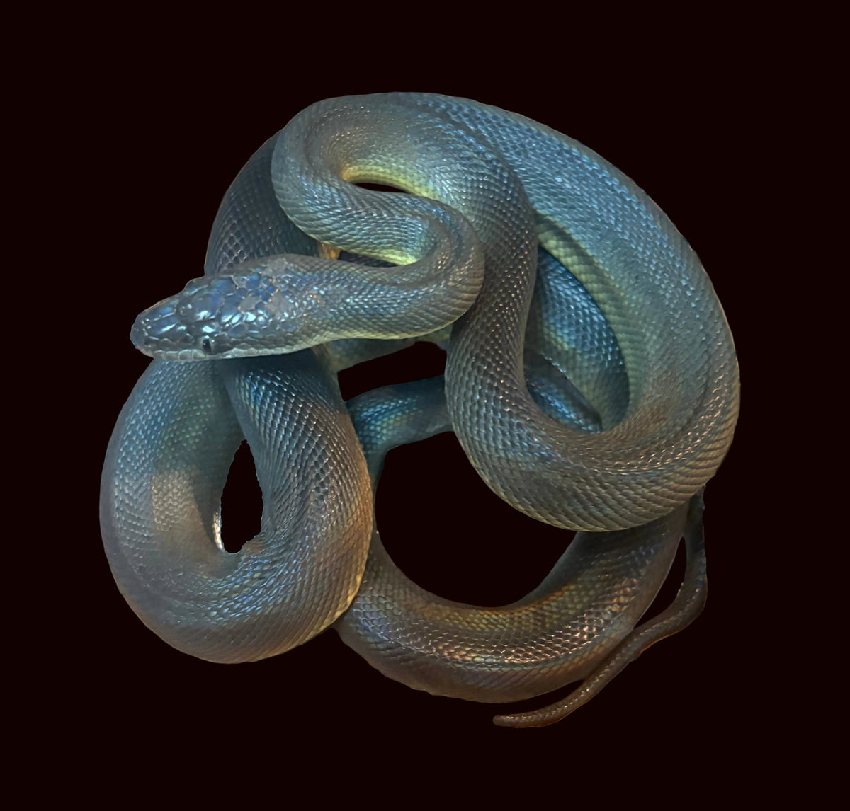 Python d'eau australien