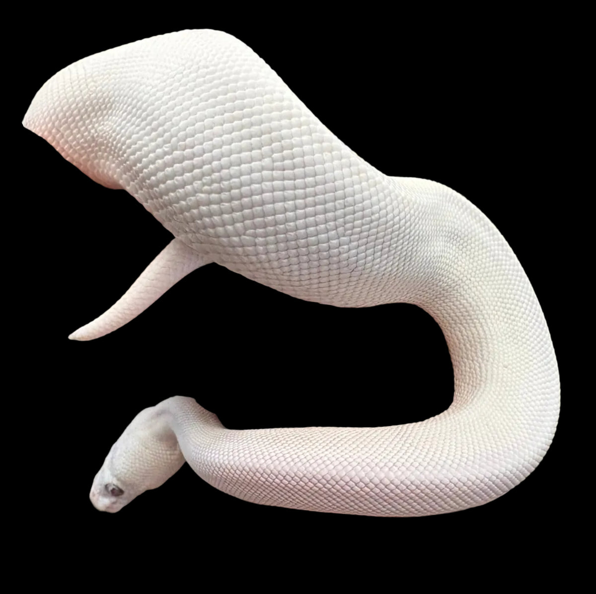 Ball Python (Blue Eyed Leucistic het. Hypo/Clown)