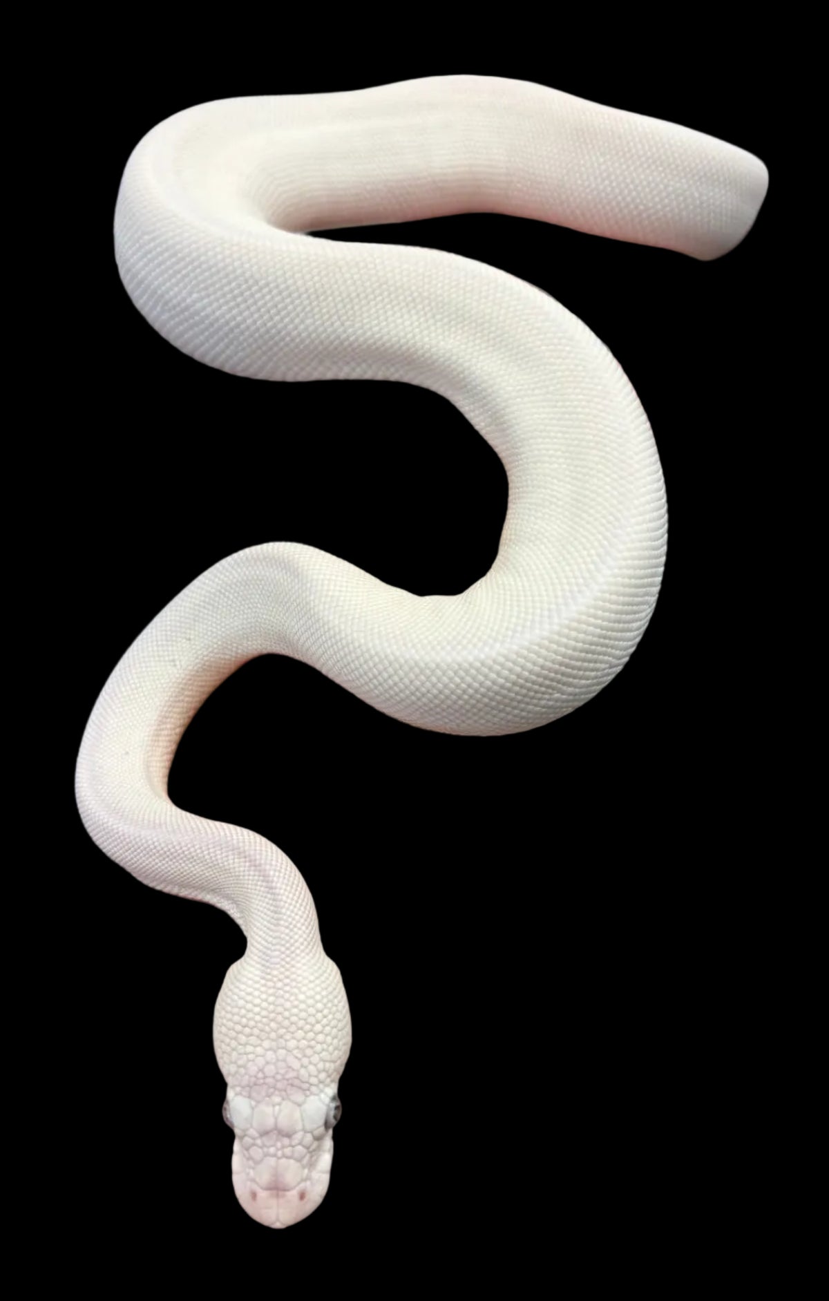 Ball Python (Blue Eyed Leucistic het. Hypo/Clown)