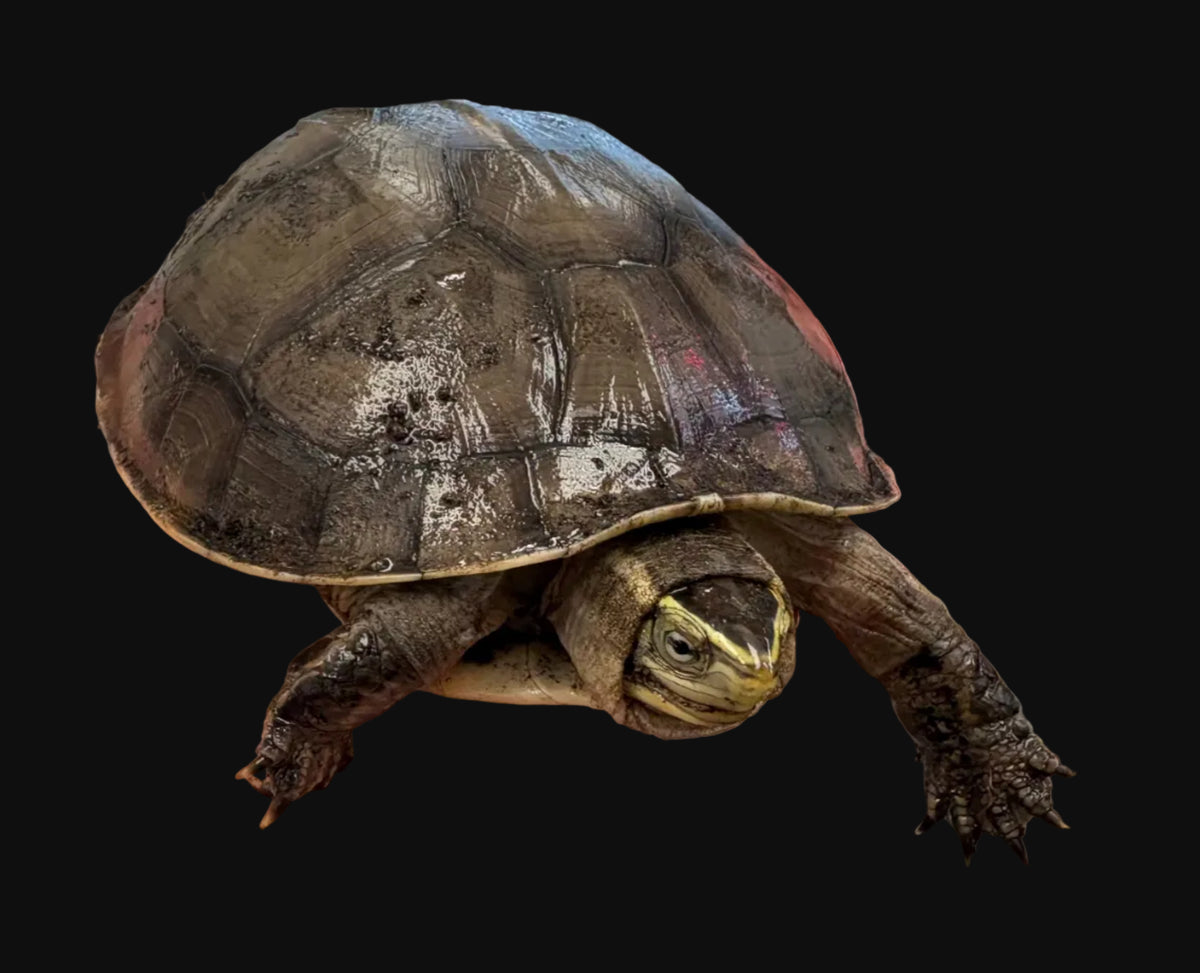 Malayan Box Turtle (Cuora amboinensis)