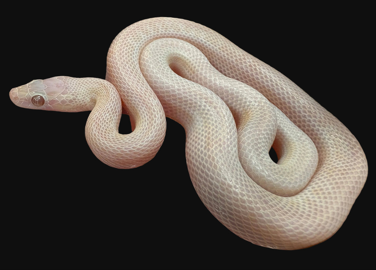 Cape House Snake (Boaedon capensis) (T- Albino Blue Eye)