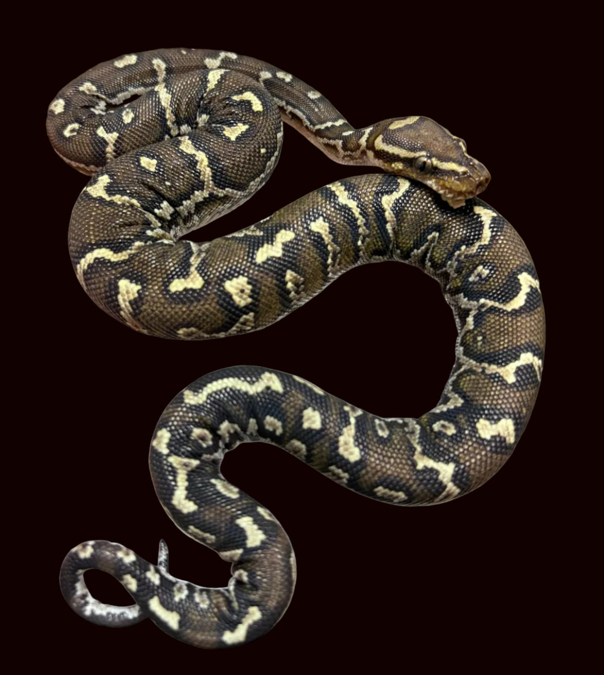 Angolan Python (Python anchietae)