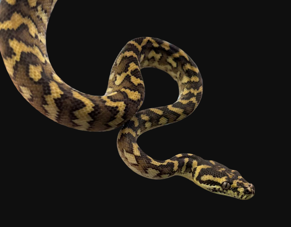 Python tapis (Croix côtière)