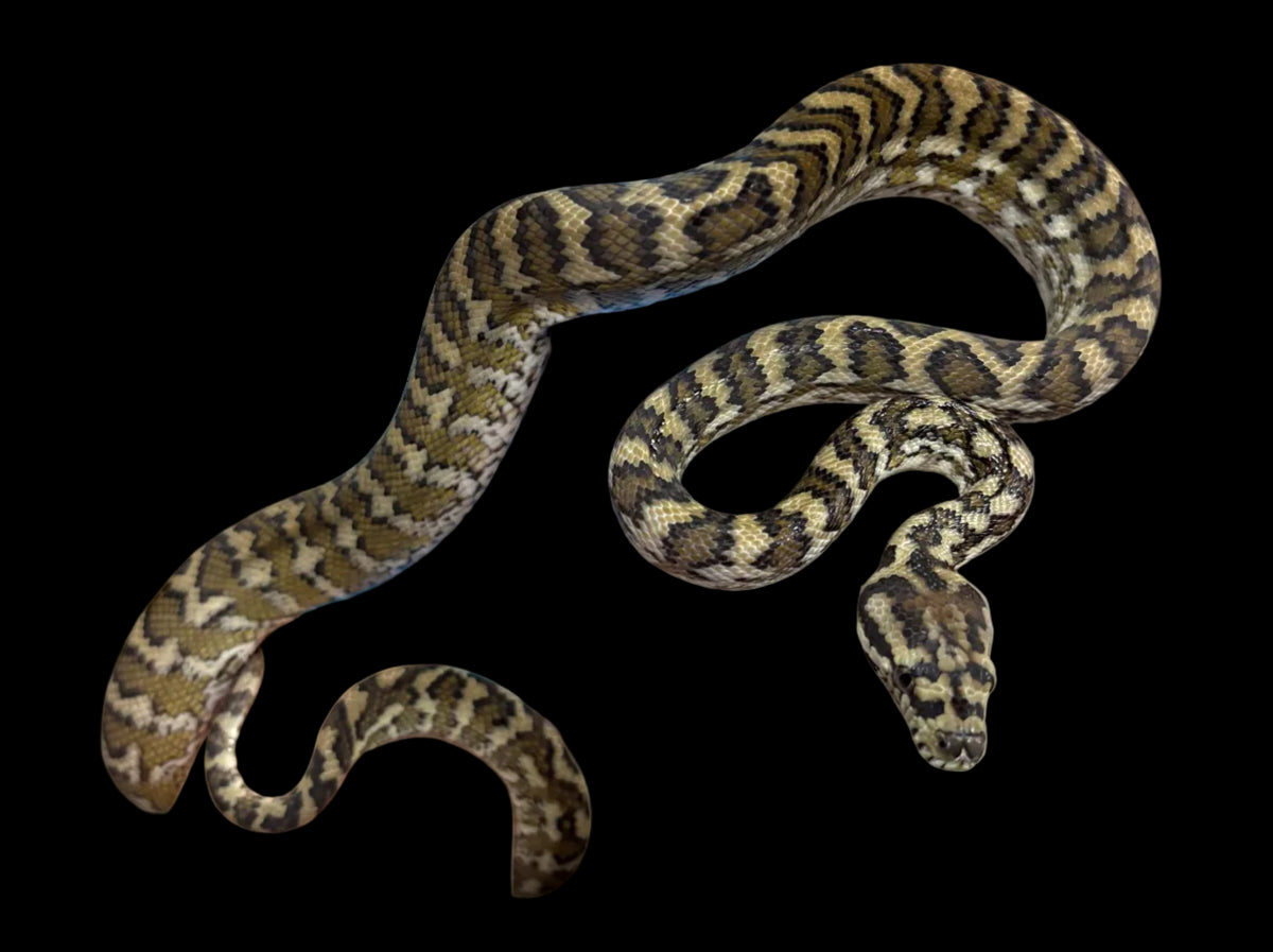 Python tapis (Croix côtière)