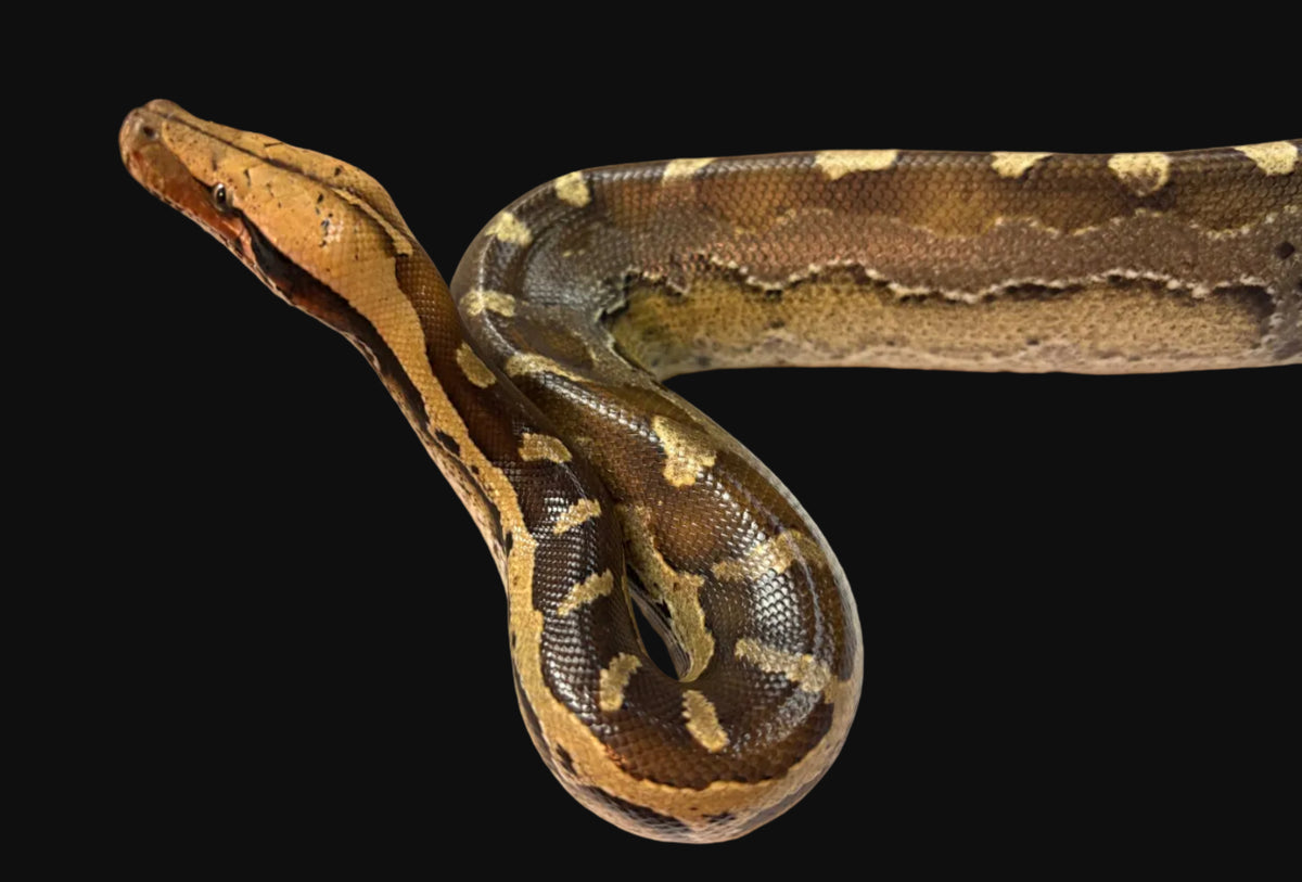 Borneo Short-tailed Python (Python breitensteini)