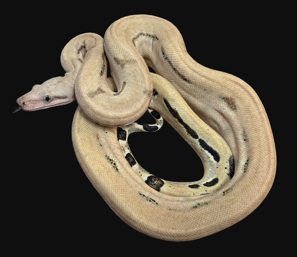 B.C.I (Scoria Het. VPI)