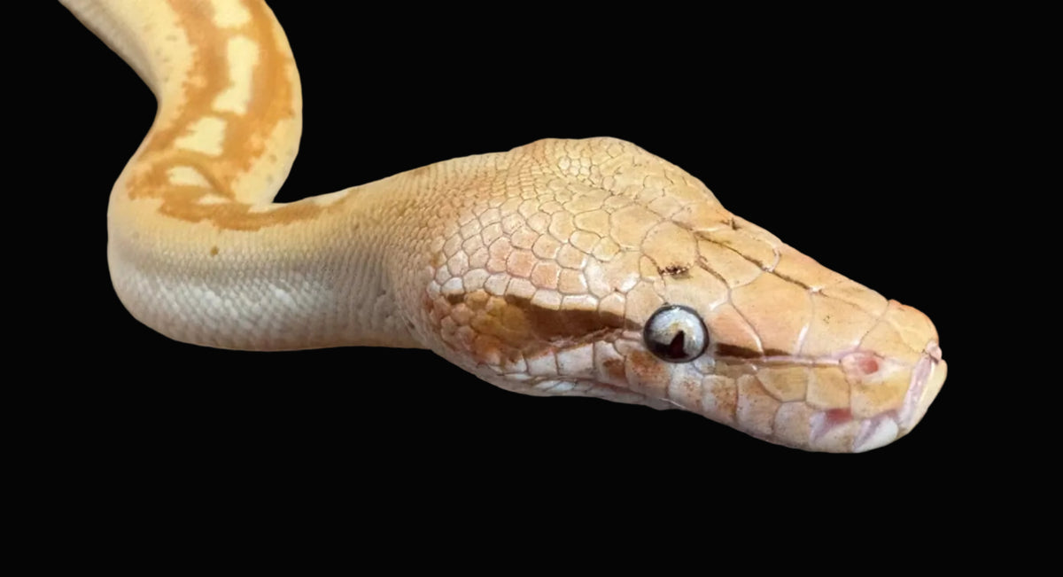 Python sanguin (T-Albinos)