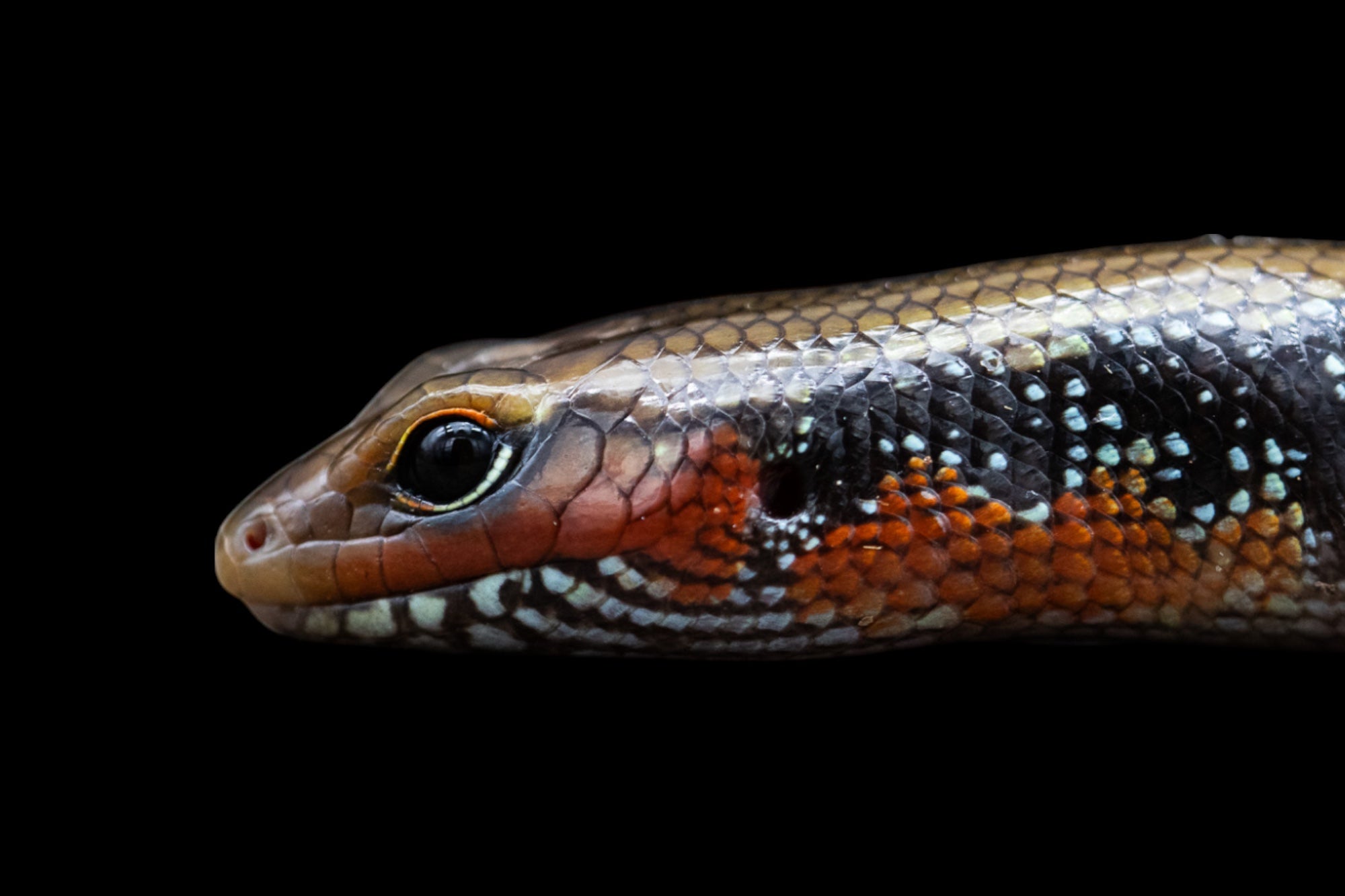 Fire Skink