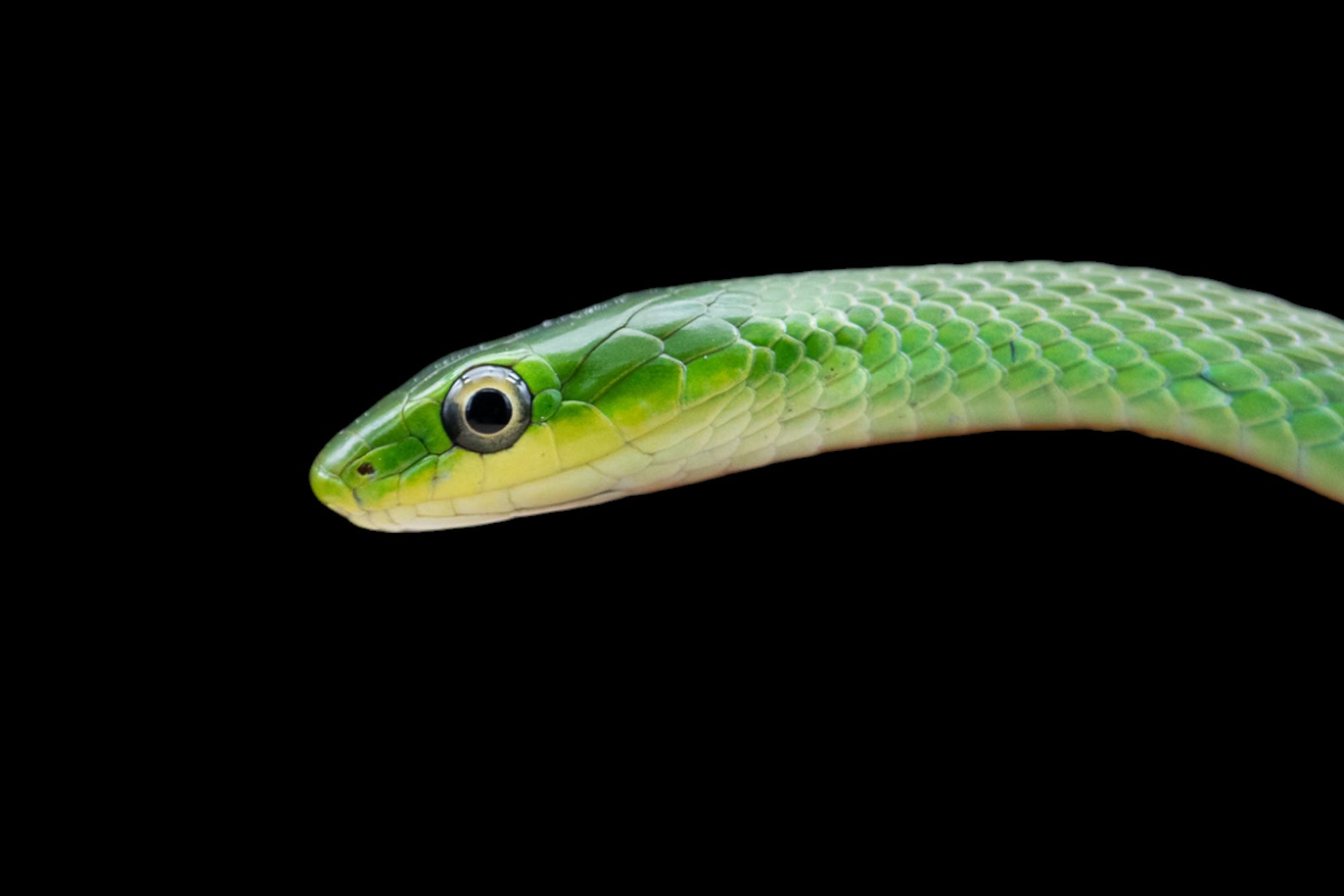 Rough Green Snake