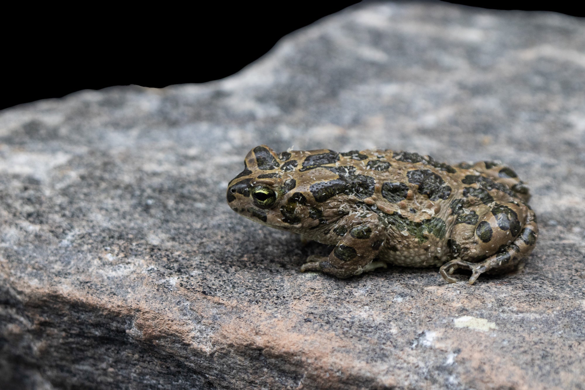 North African Green Toad