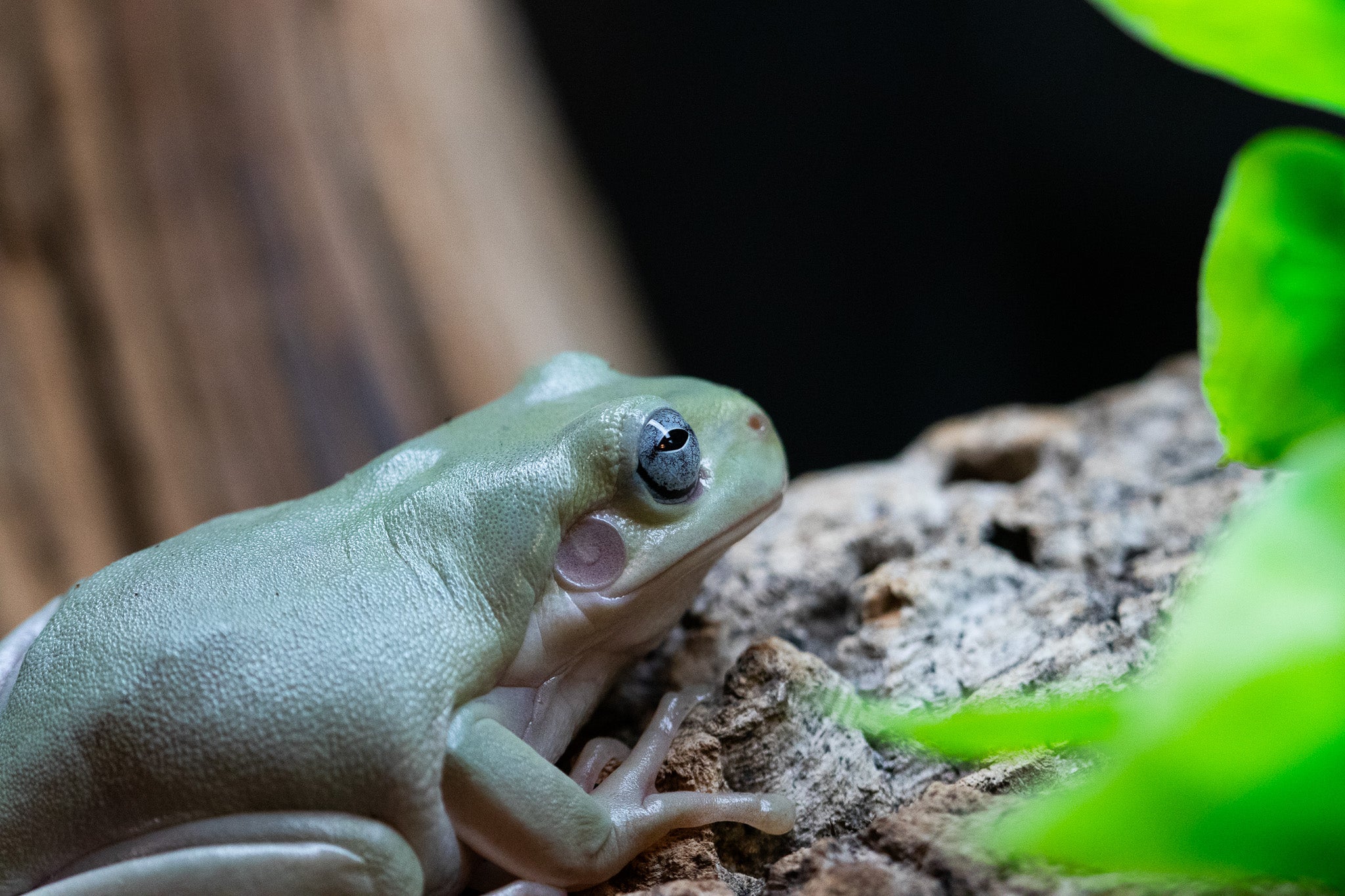 Whites Tree Frog (Blue Eye)