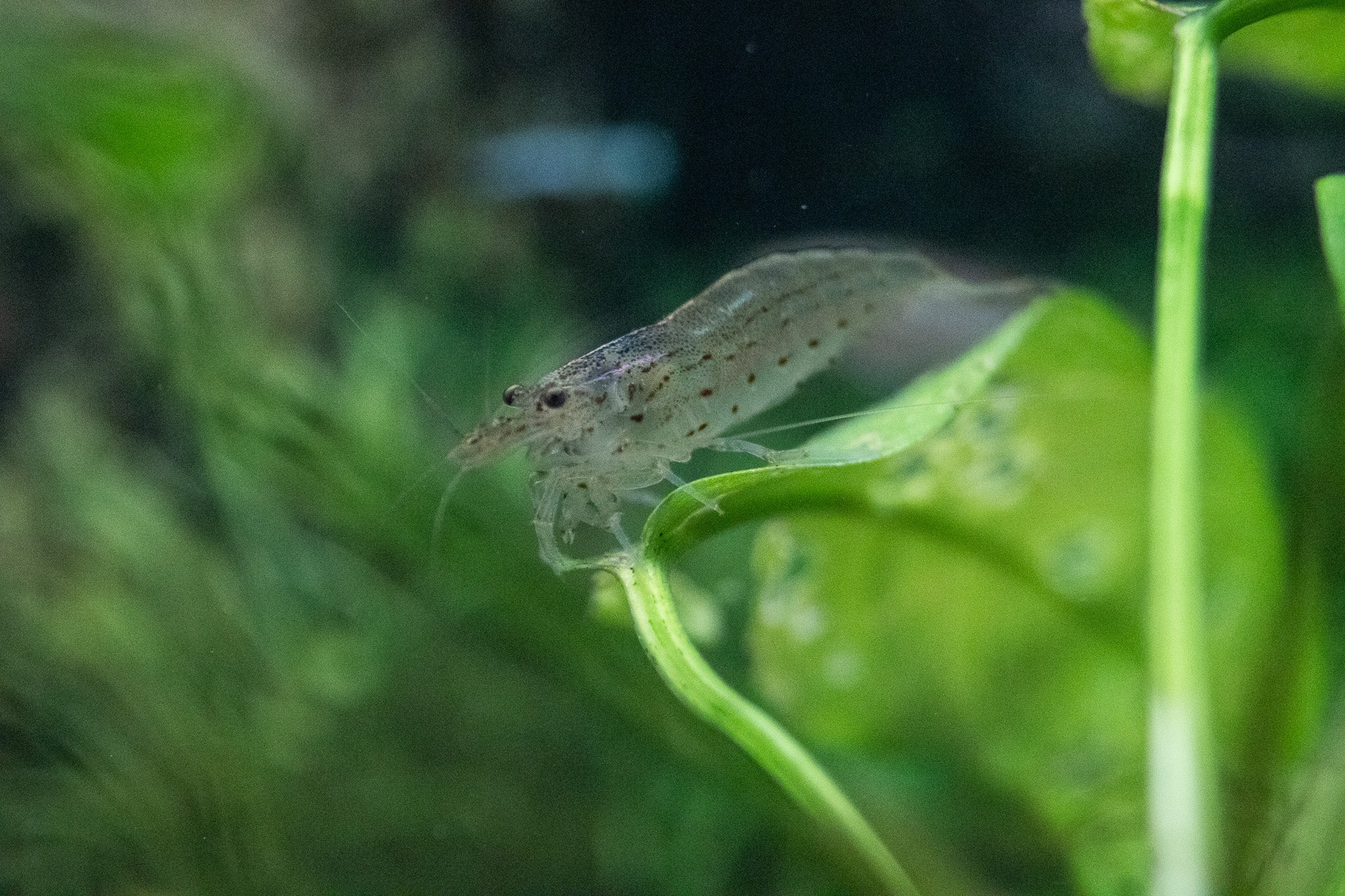 Amano Shrimp