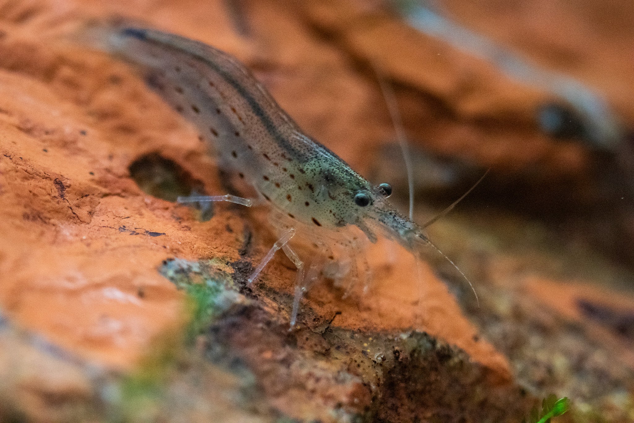 Amano Shrimp