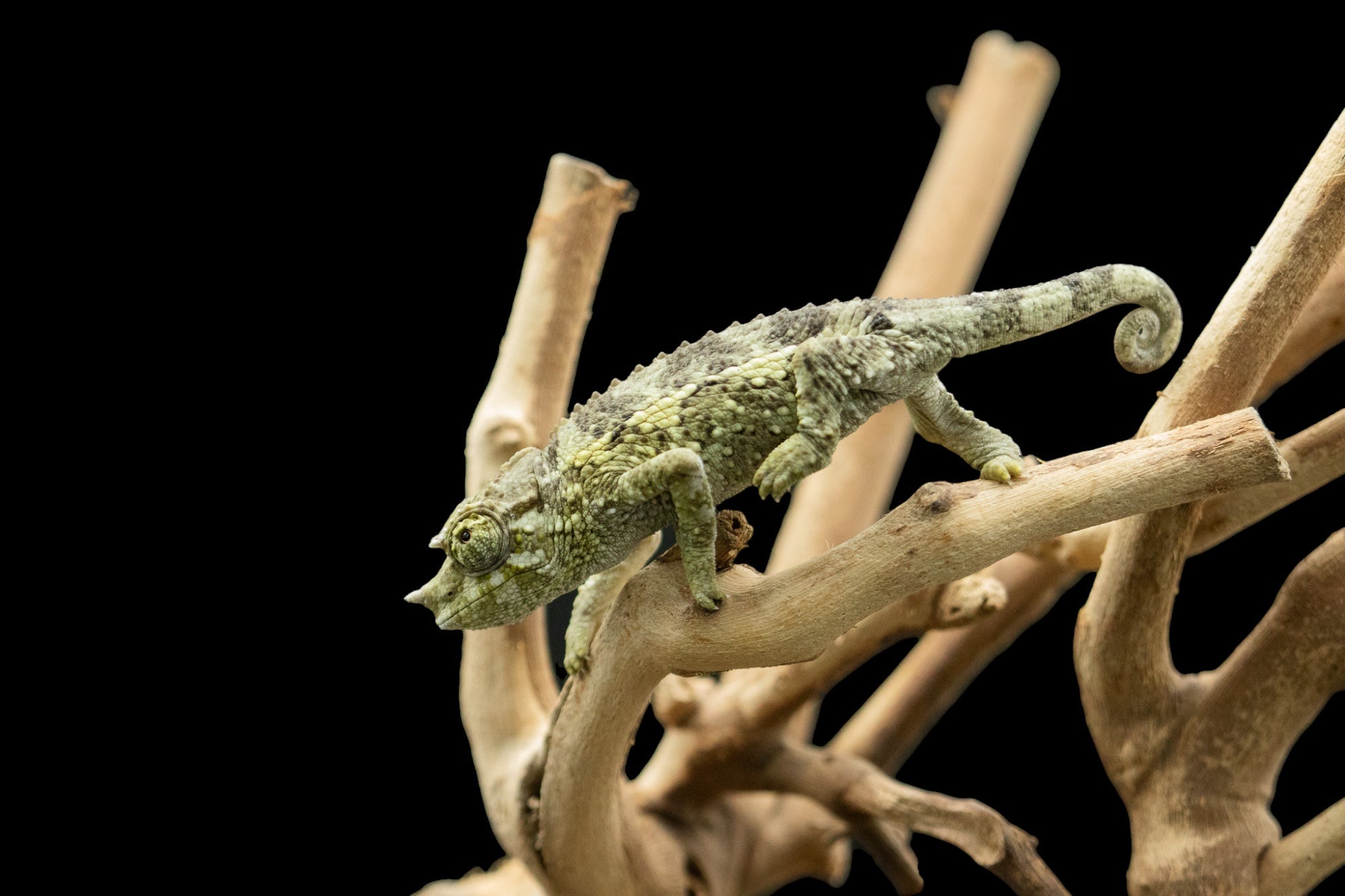 Yellow-crested Jackson's Chameleon