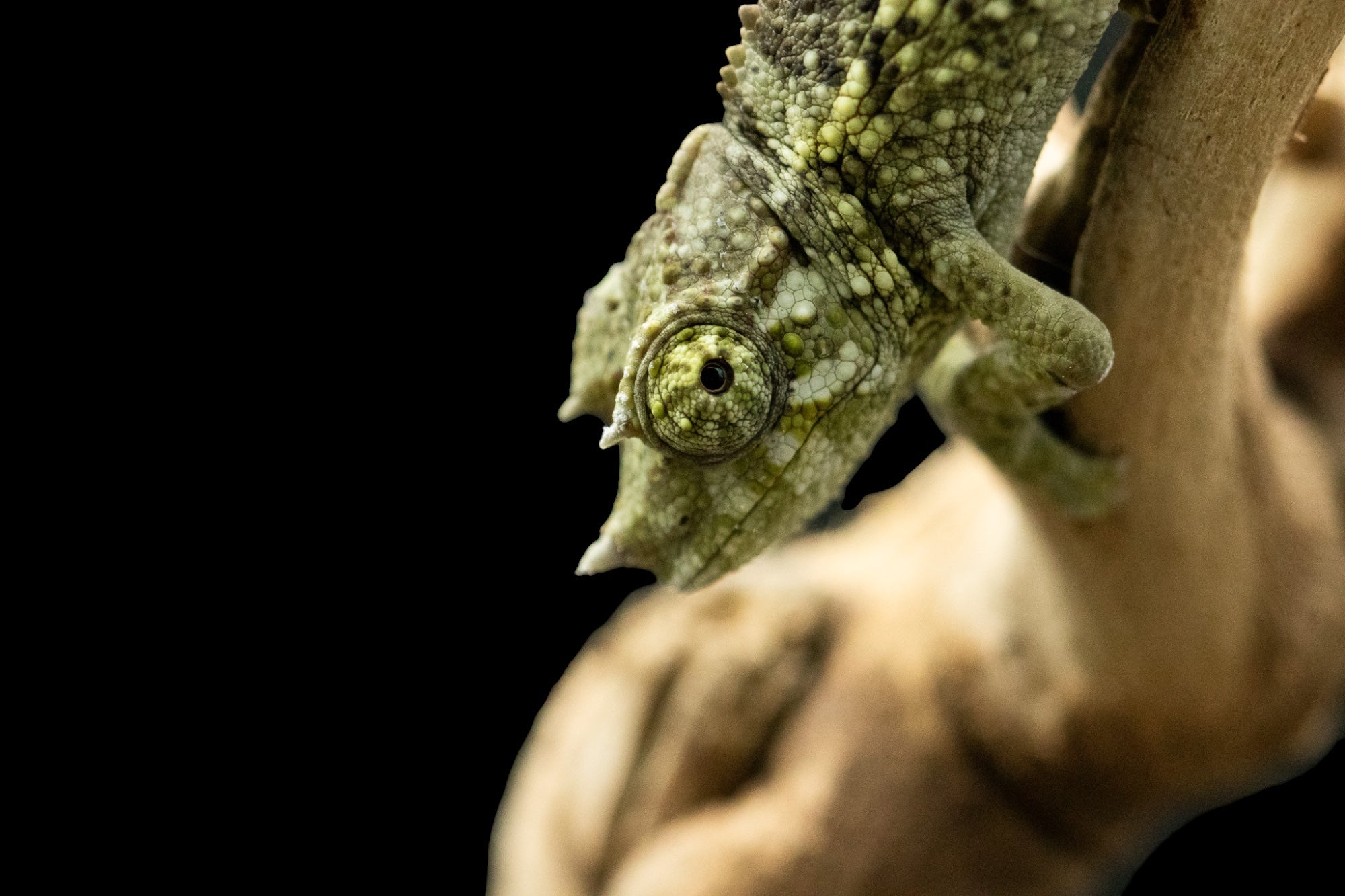 Yellow-crested Jackson's Chameleon