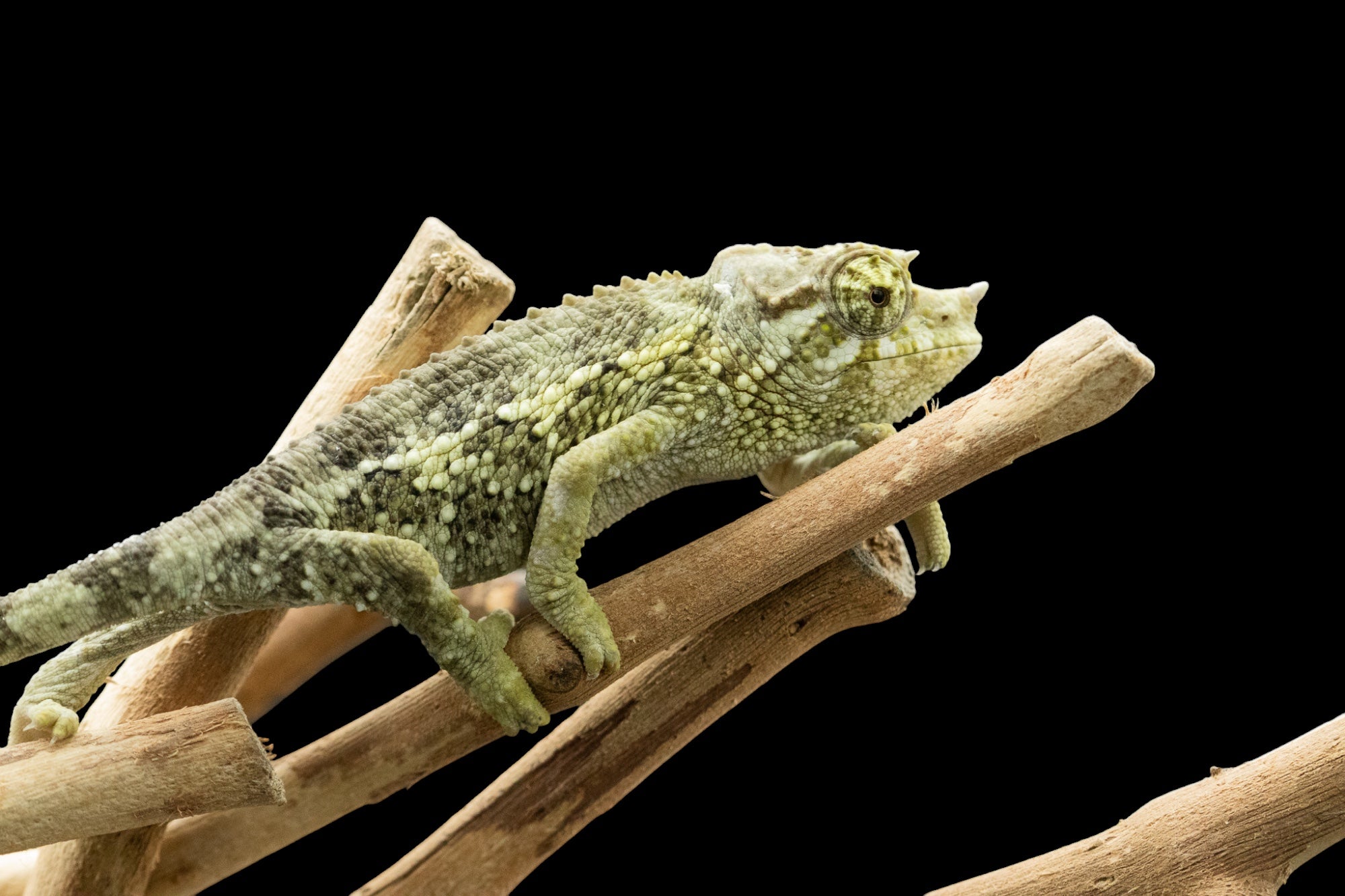 Yellow-crested Jackson's Chameleon